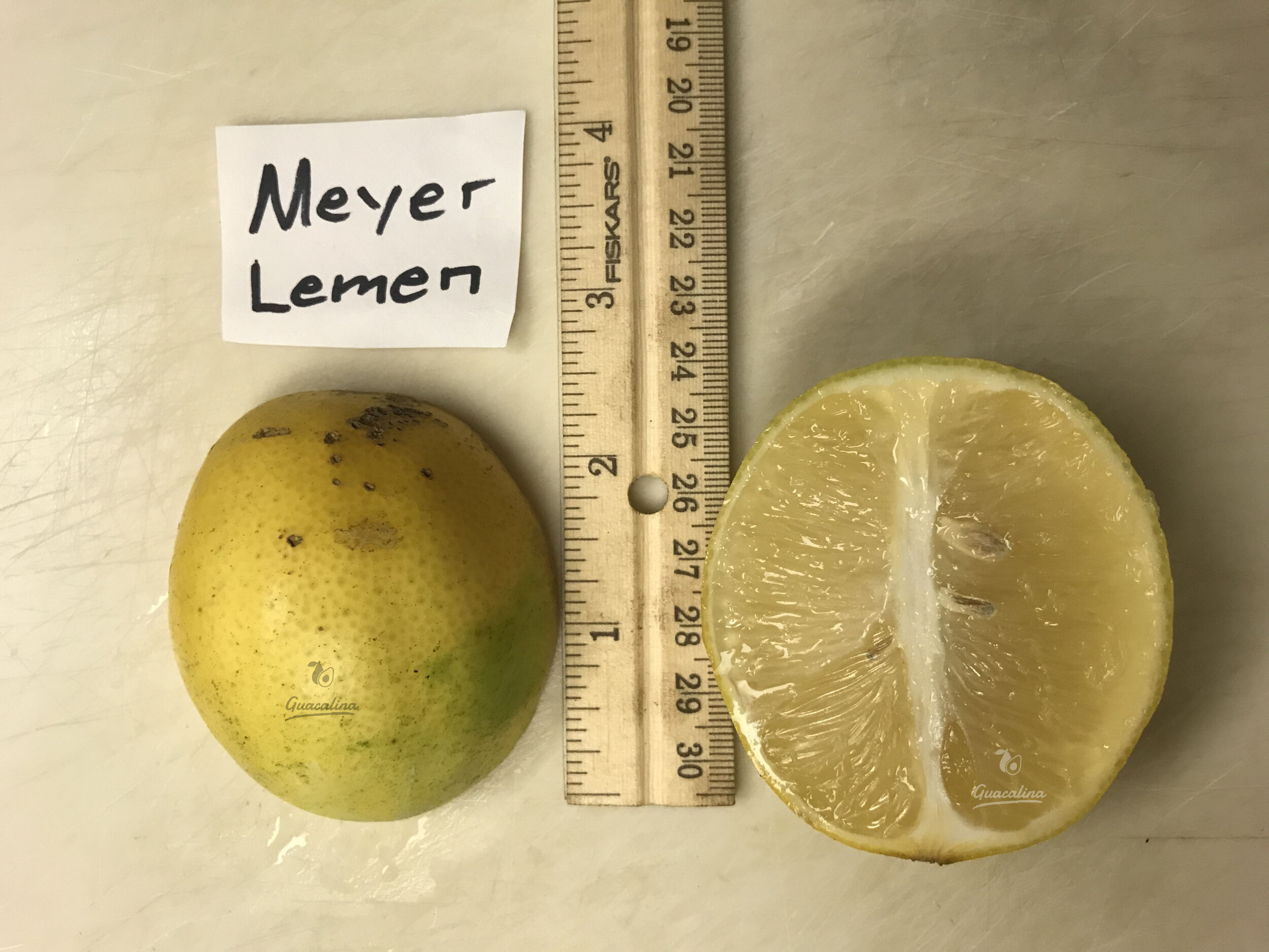 Meyer Lemon.JPG