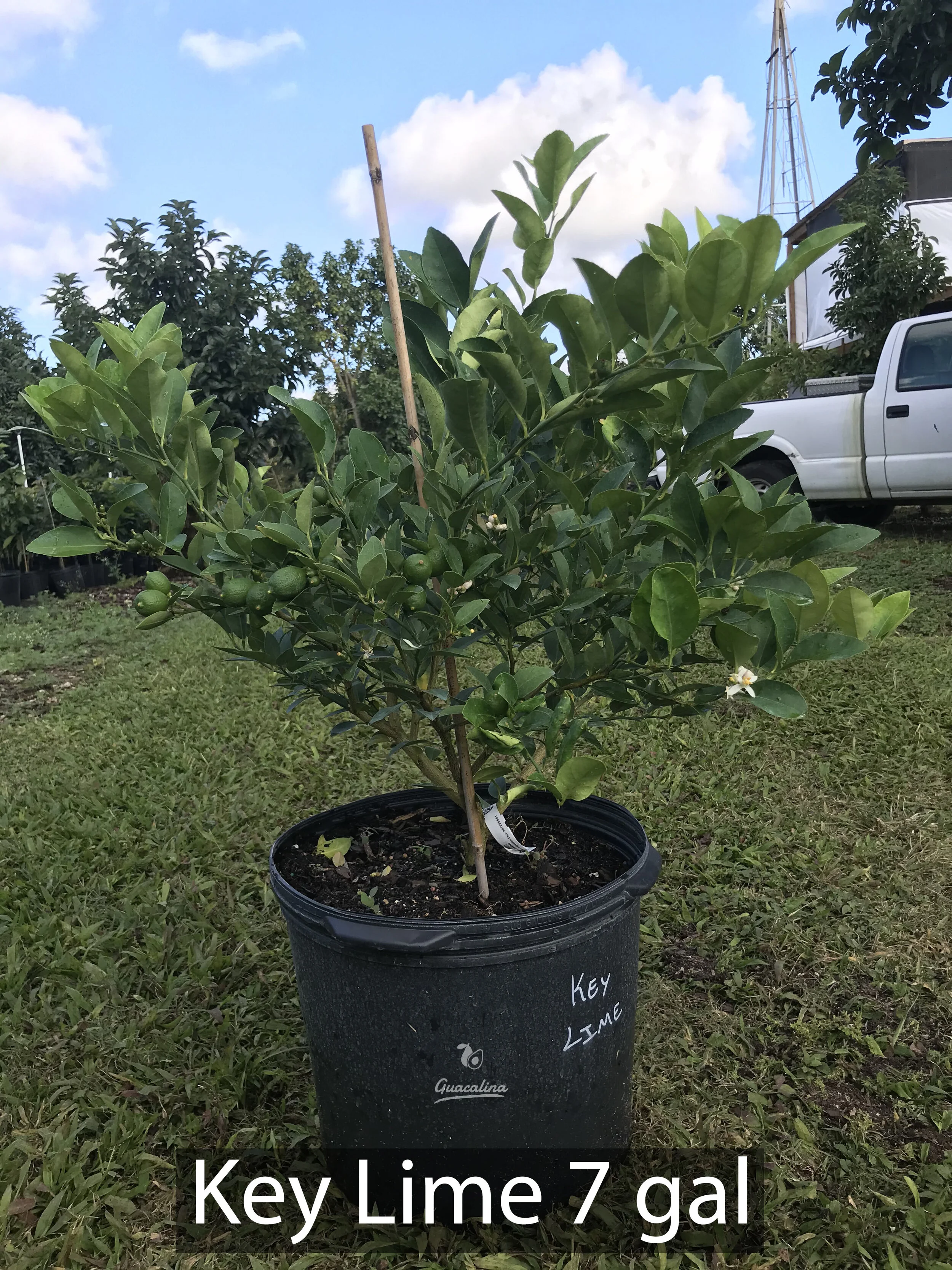 Key Lime 7 gal.JPG