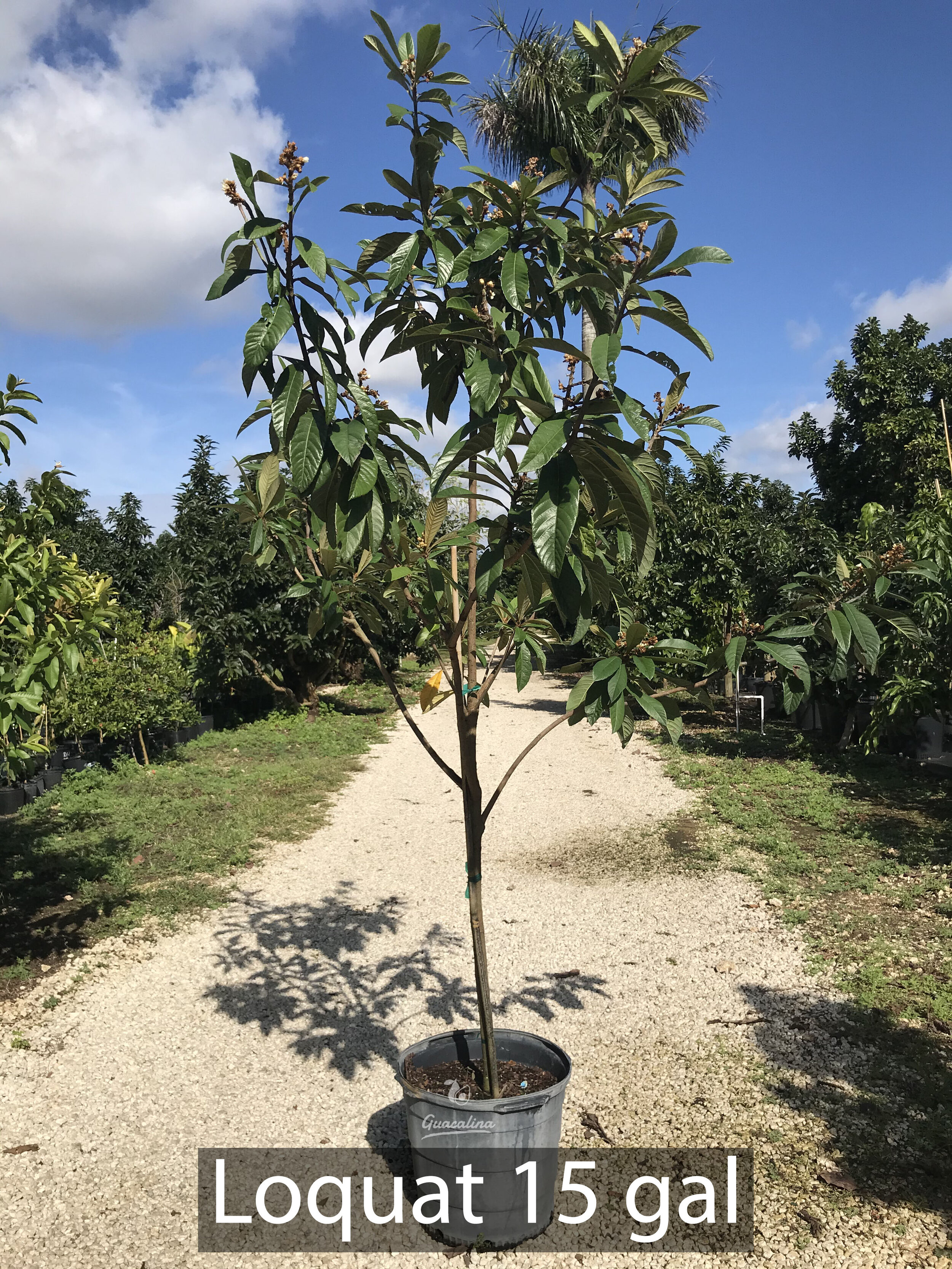 Loquat Trees — Guacalina Nursery & Broker