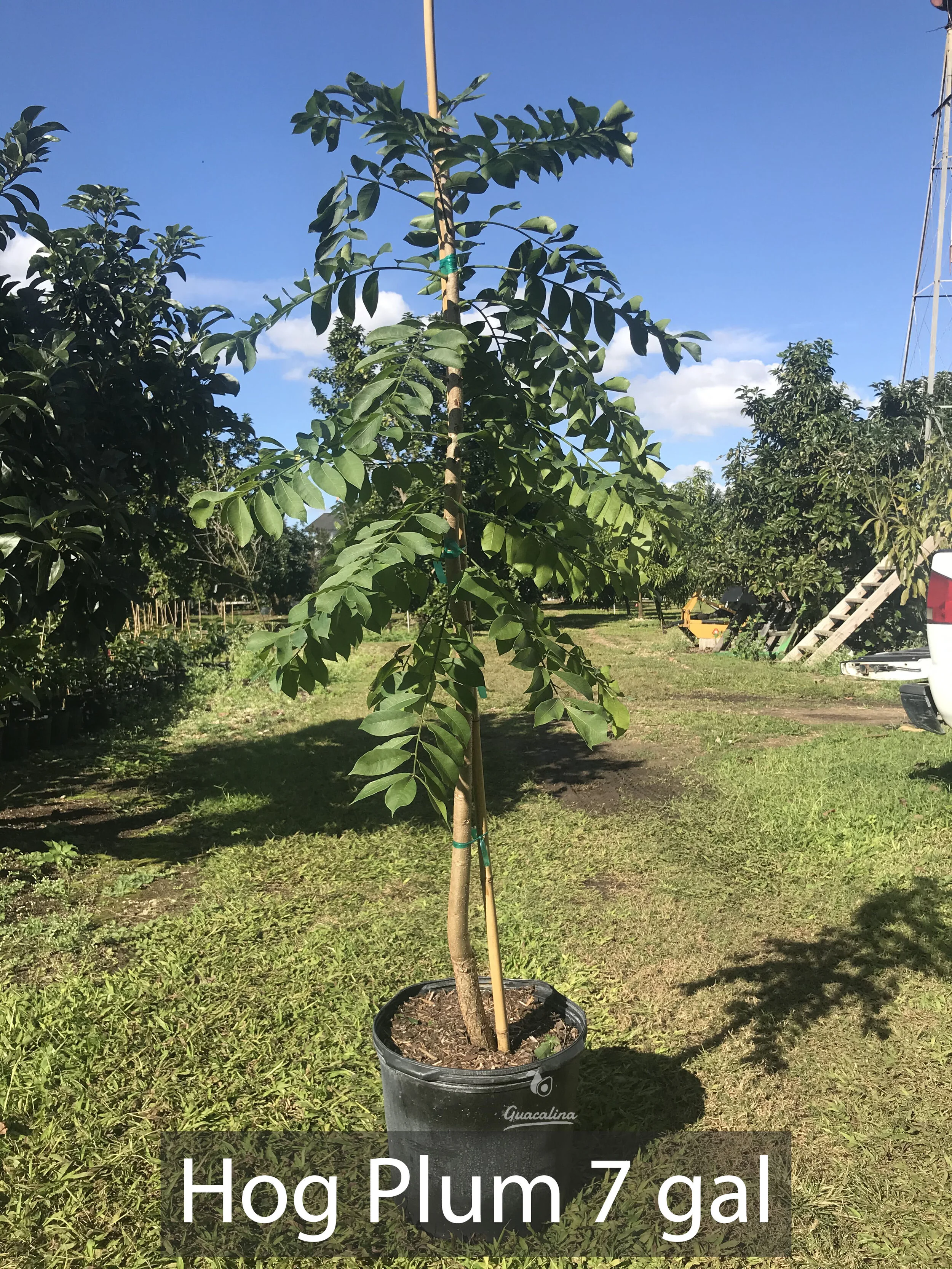 Hog Plum 7 gal.JPG