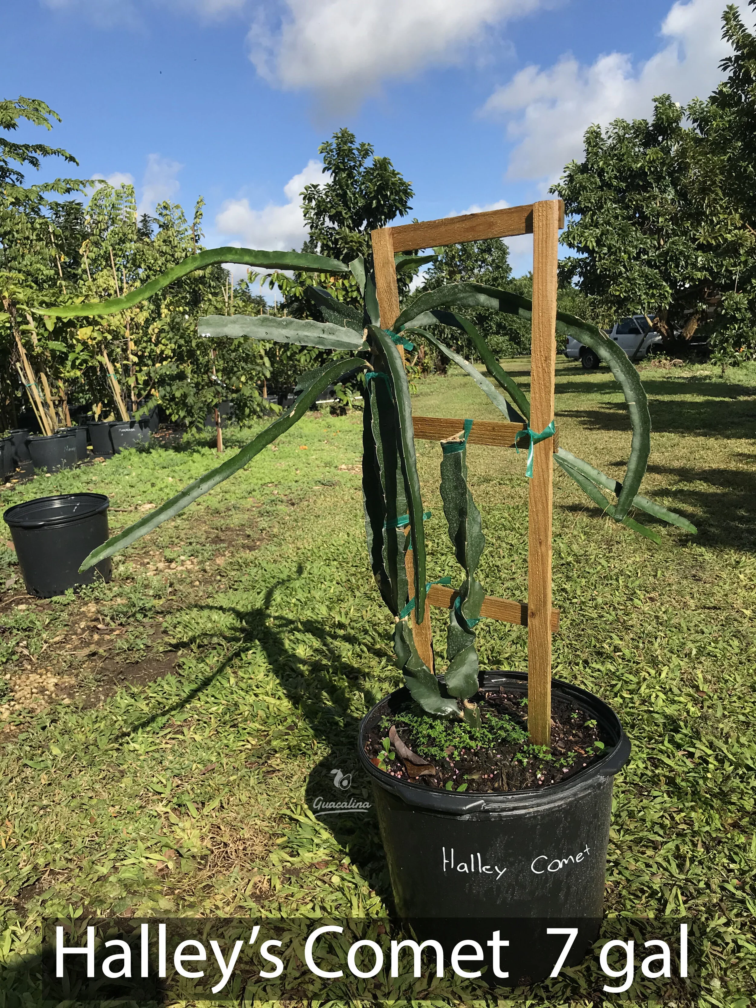 HALLEY'S COMET — Guacalina Nursery & Broker