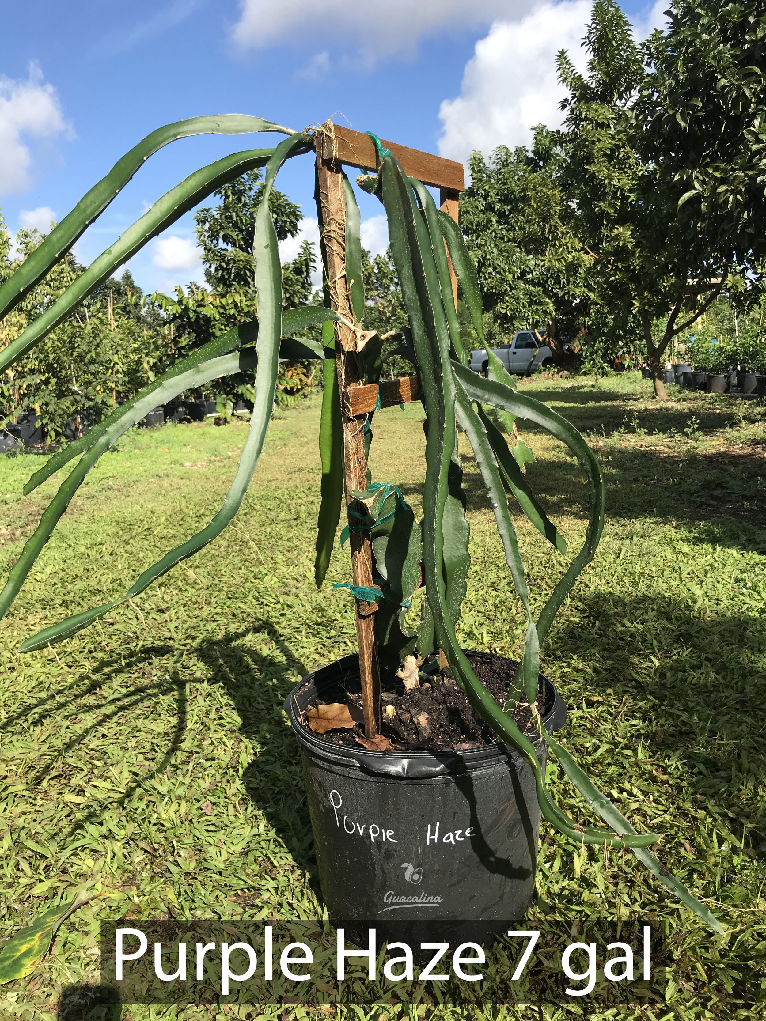 PURPLE HAZE — Guacalina Nursery & Broker