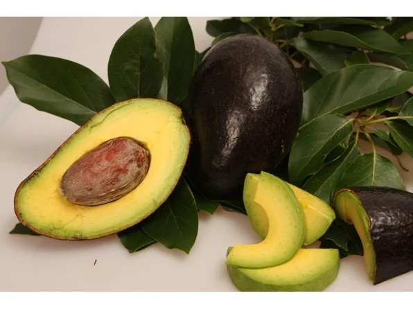 Oro Negro Avocado Trees — Guacalina Nursery & Broker