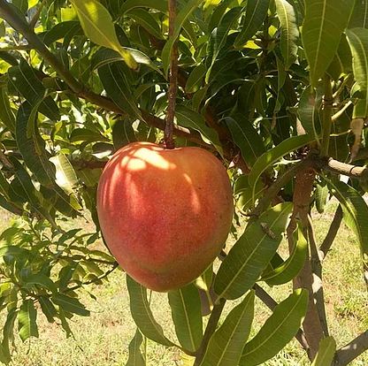 All Summer_Marlys.PNG