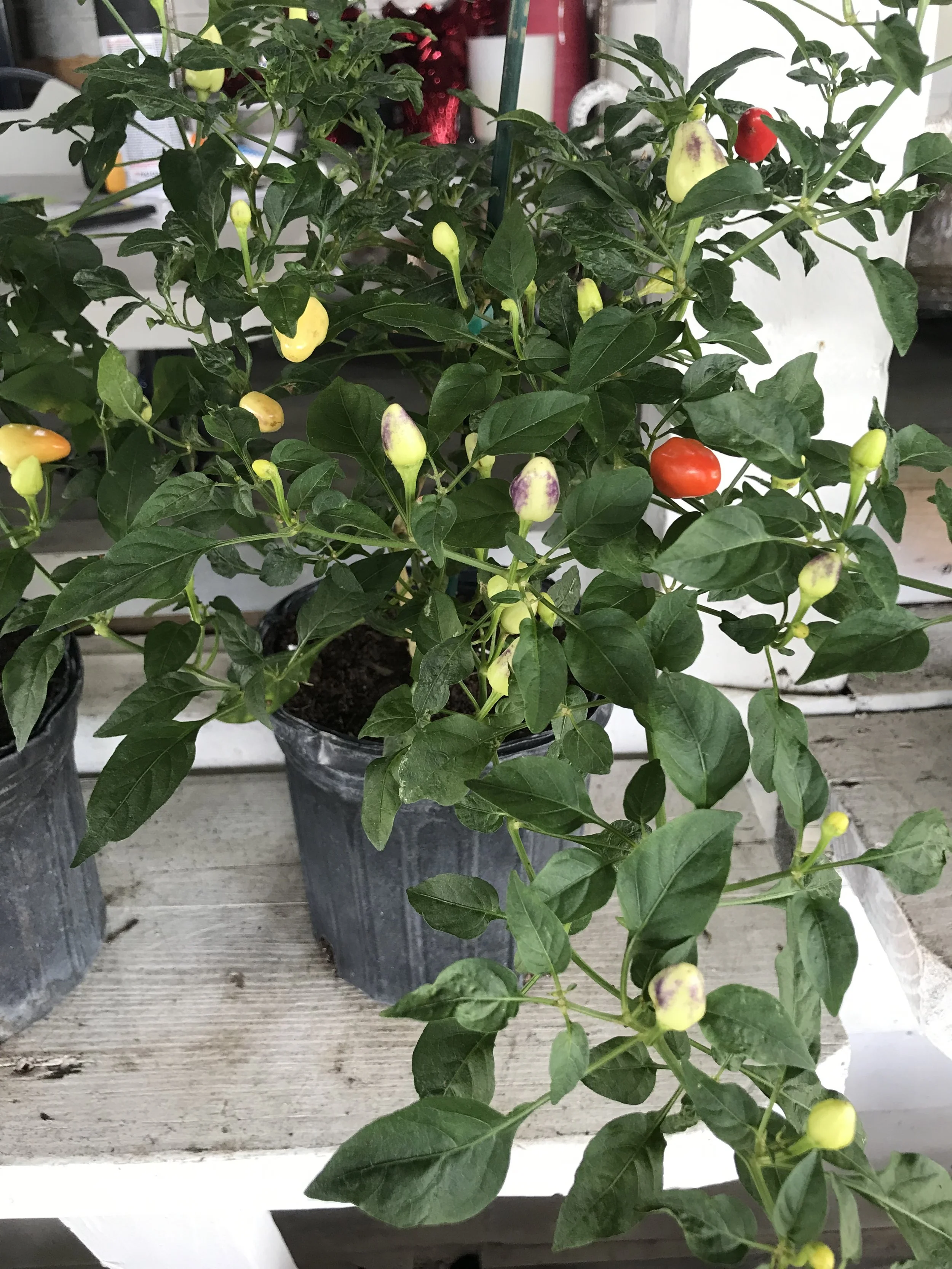 Bolivian Rainbow Peppers