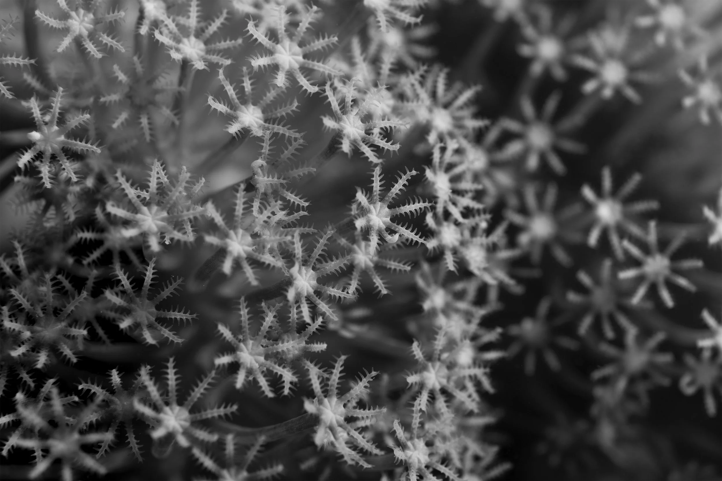 Coral BnW3 cropped.jpg