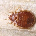 Bedbug-150x150.jpg