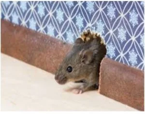 Housemice-300x237.jpg