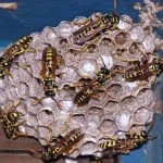 Active_Wasp_Nest-150x150.jpg