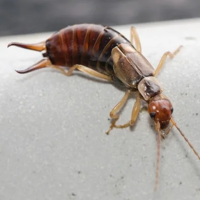 earwig-crawling.jpg