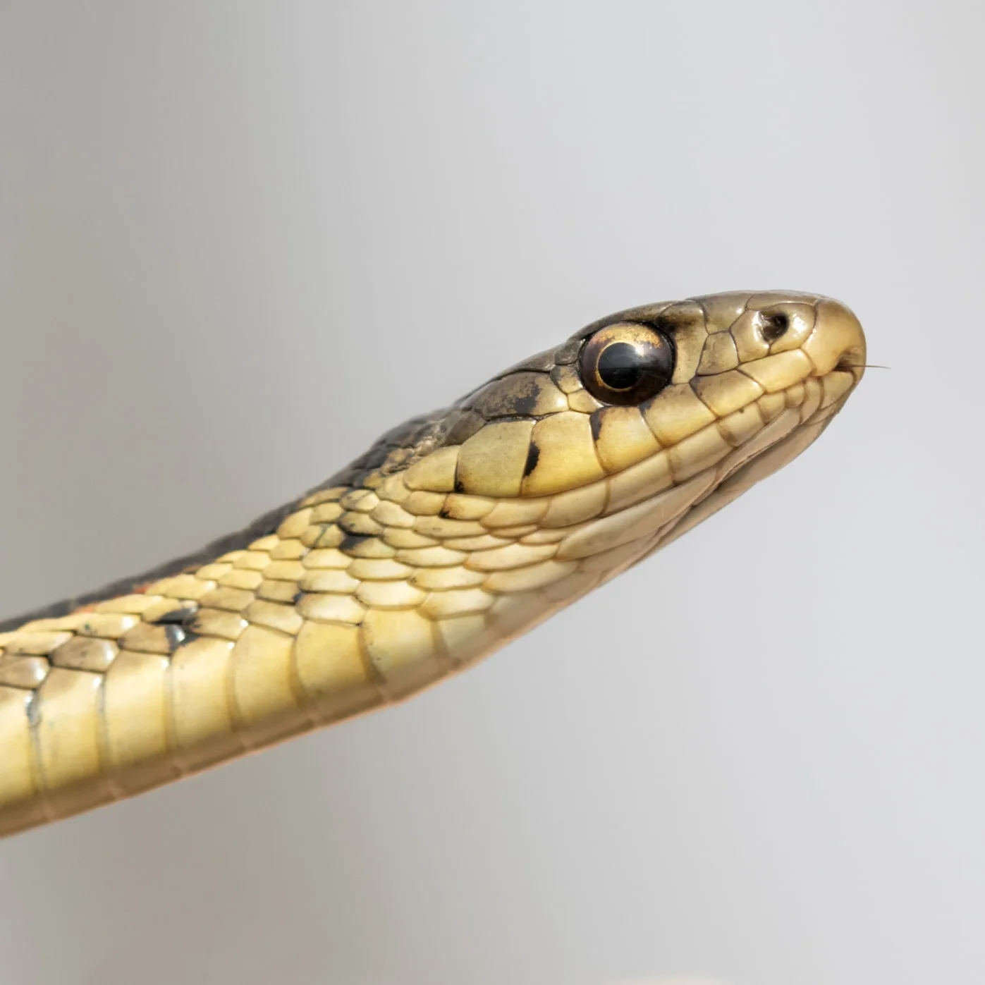 AdobeStock_267481894.jpg