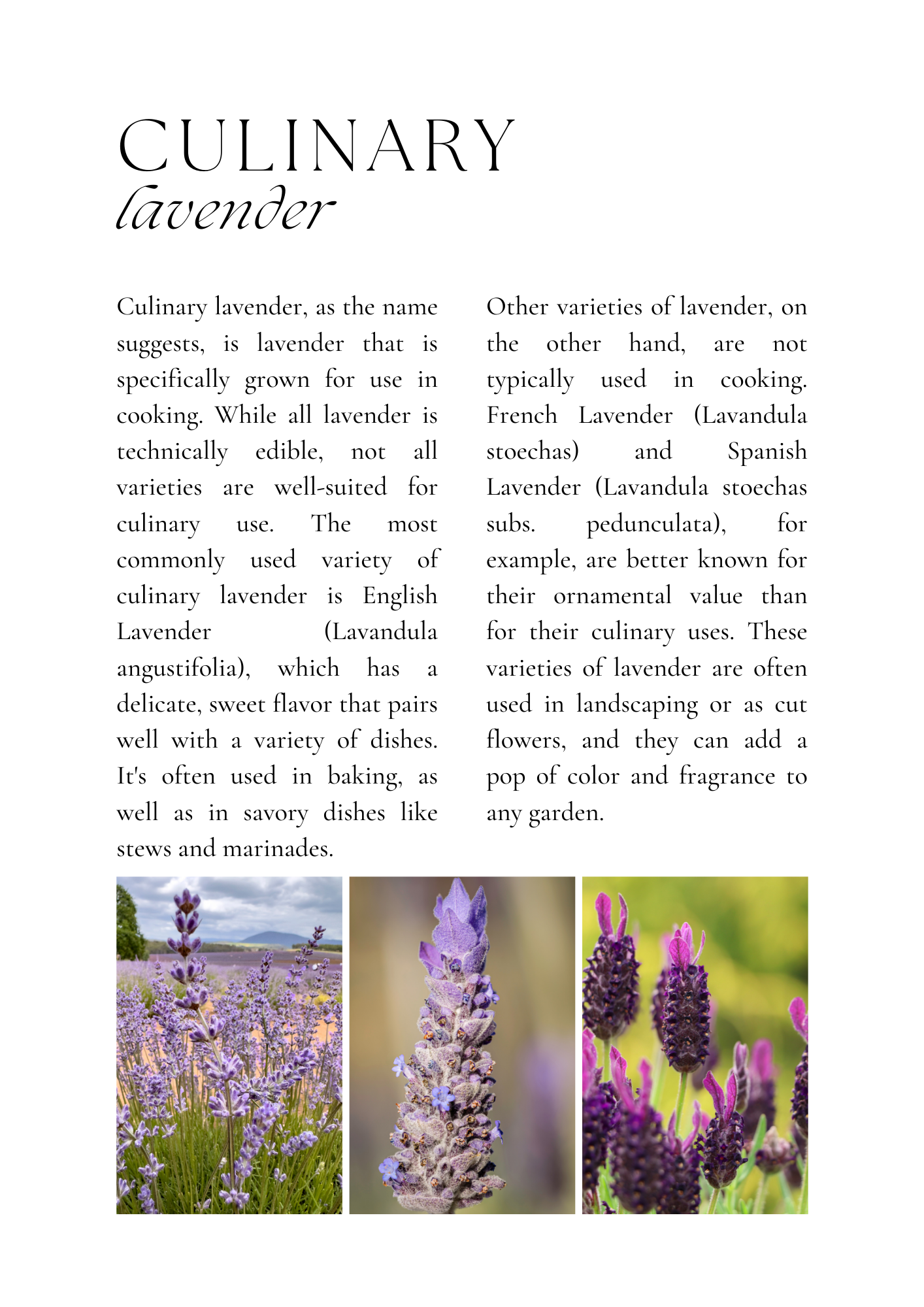 CULINARY LAVENDER DIFFERENCES Leelanau Lavender