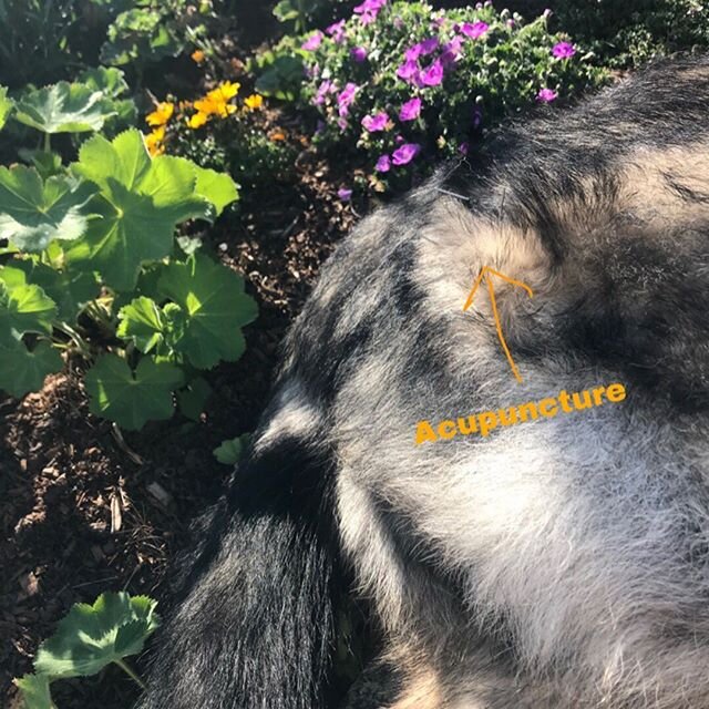 Acupuncture among the flowers. Medicine in the home leads to very relaxed patients. Could your pet benefit from a visit? Acupuncture can be helpful for arthritis, degenerative joint disease, intervertebral disc disease, tendonitis, sprains, trauma, a