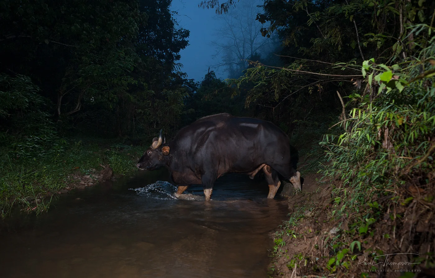 Gaur-(Bos-gaurus)-.jpg