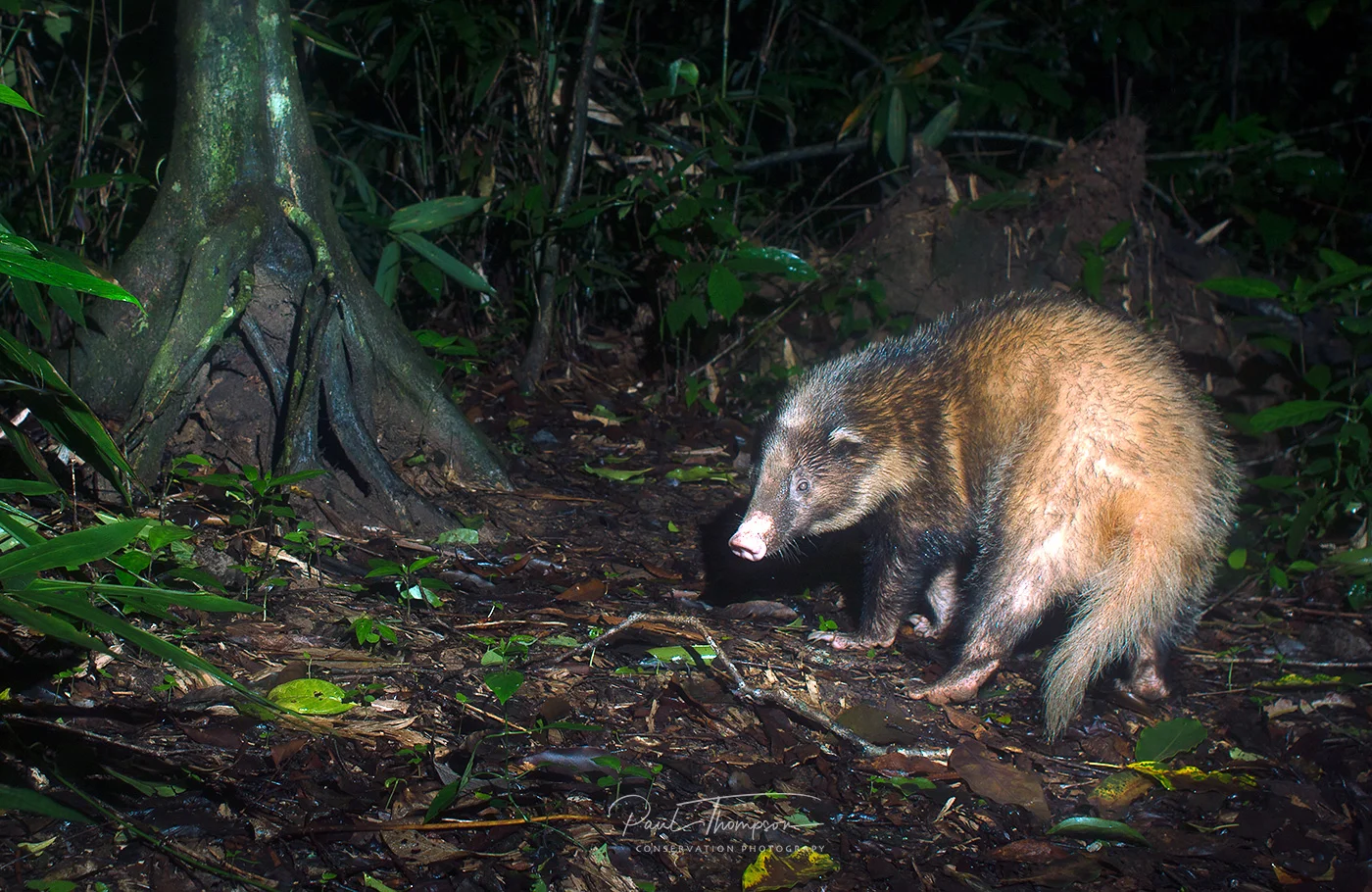 hog-badger-(Arctonyx-collaris)--159-173-153.jpg