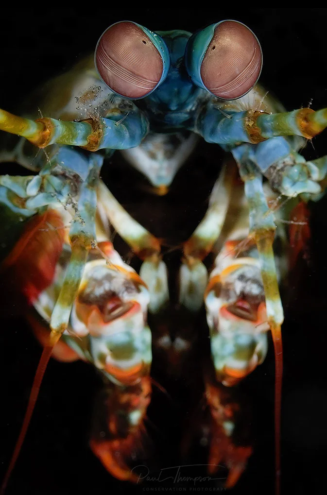 the-mantis-shrimp2-.jpg