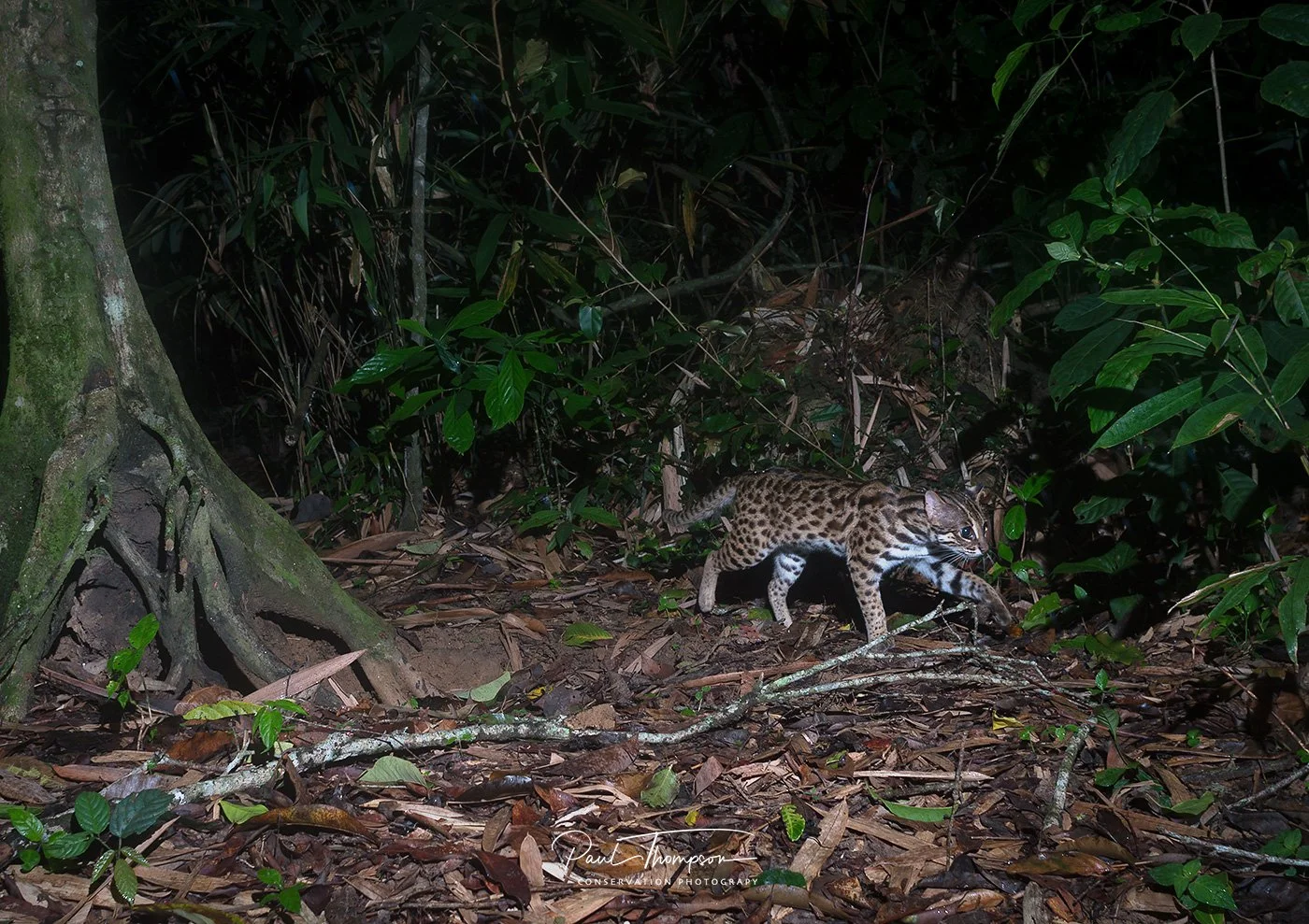 Prionailurus-bengalensis-487.jpg