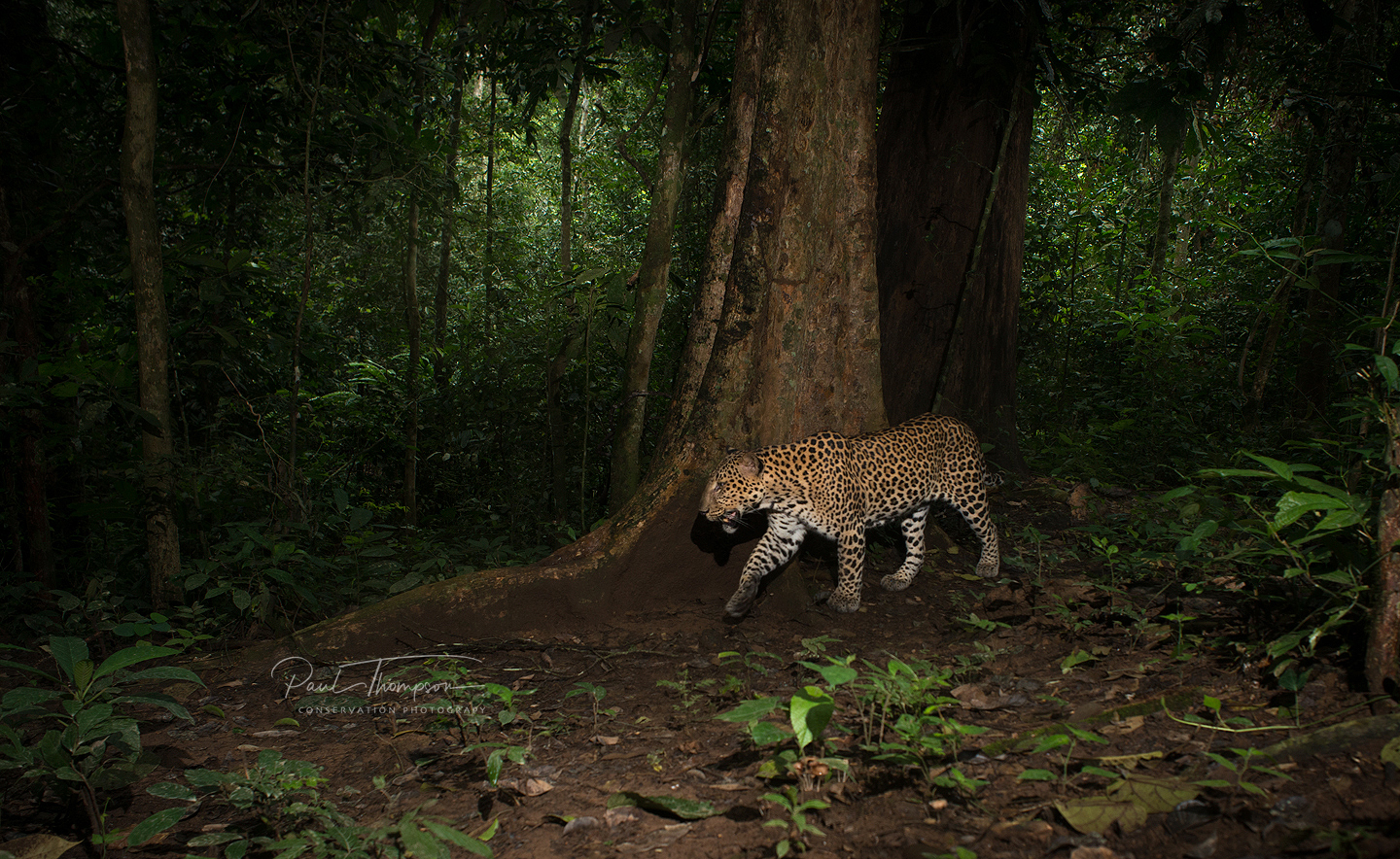 Indochinese-leopard-Panthera-pardus-delacouri)--Cyornis-tickelliae-female-1656.png