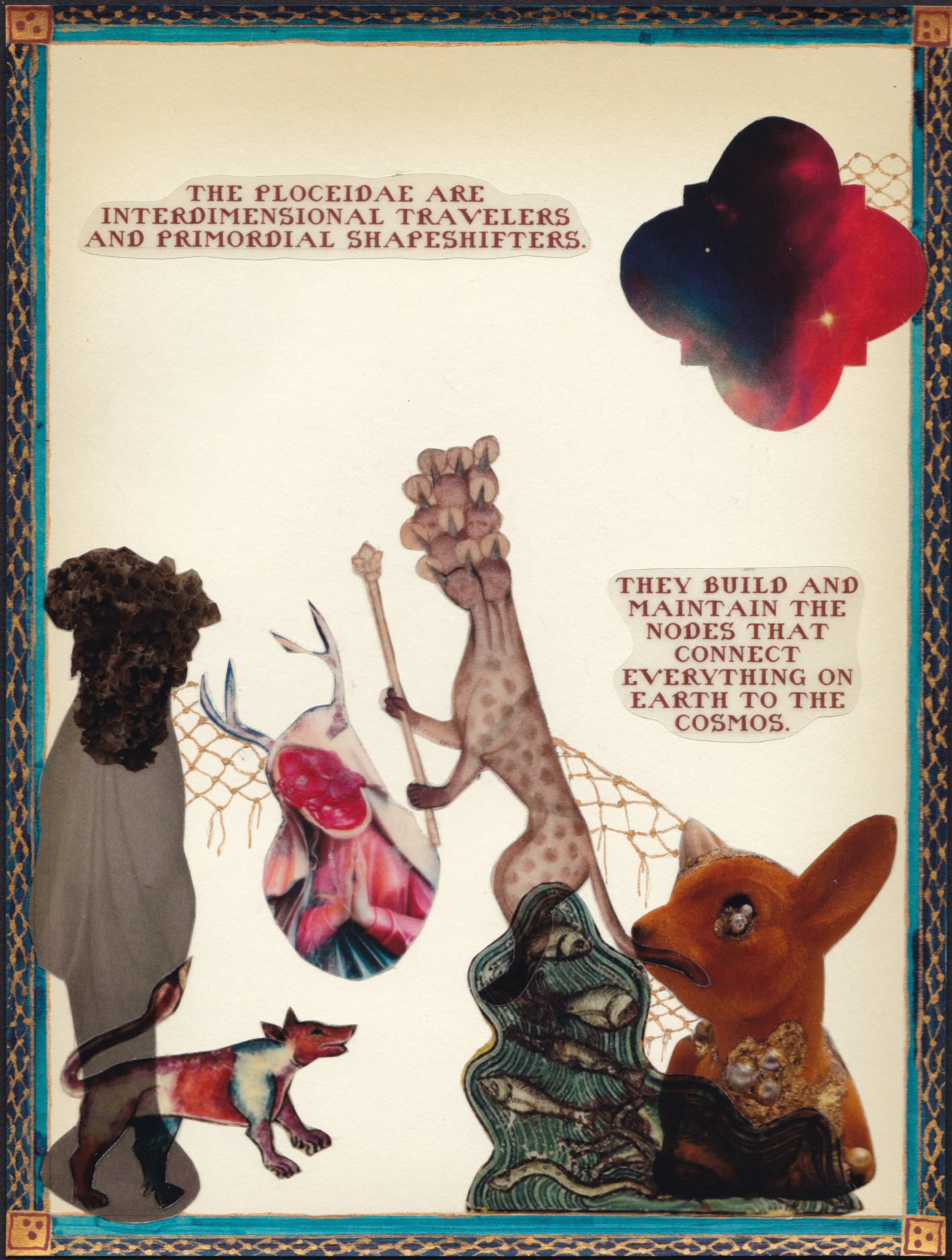 Ploceidae P 1  - 600 DPI.jpeg