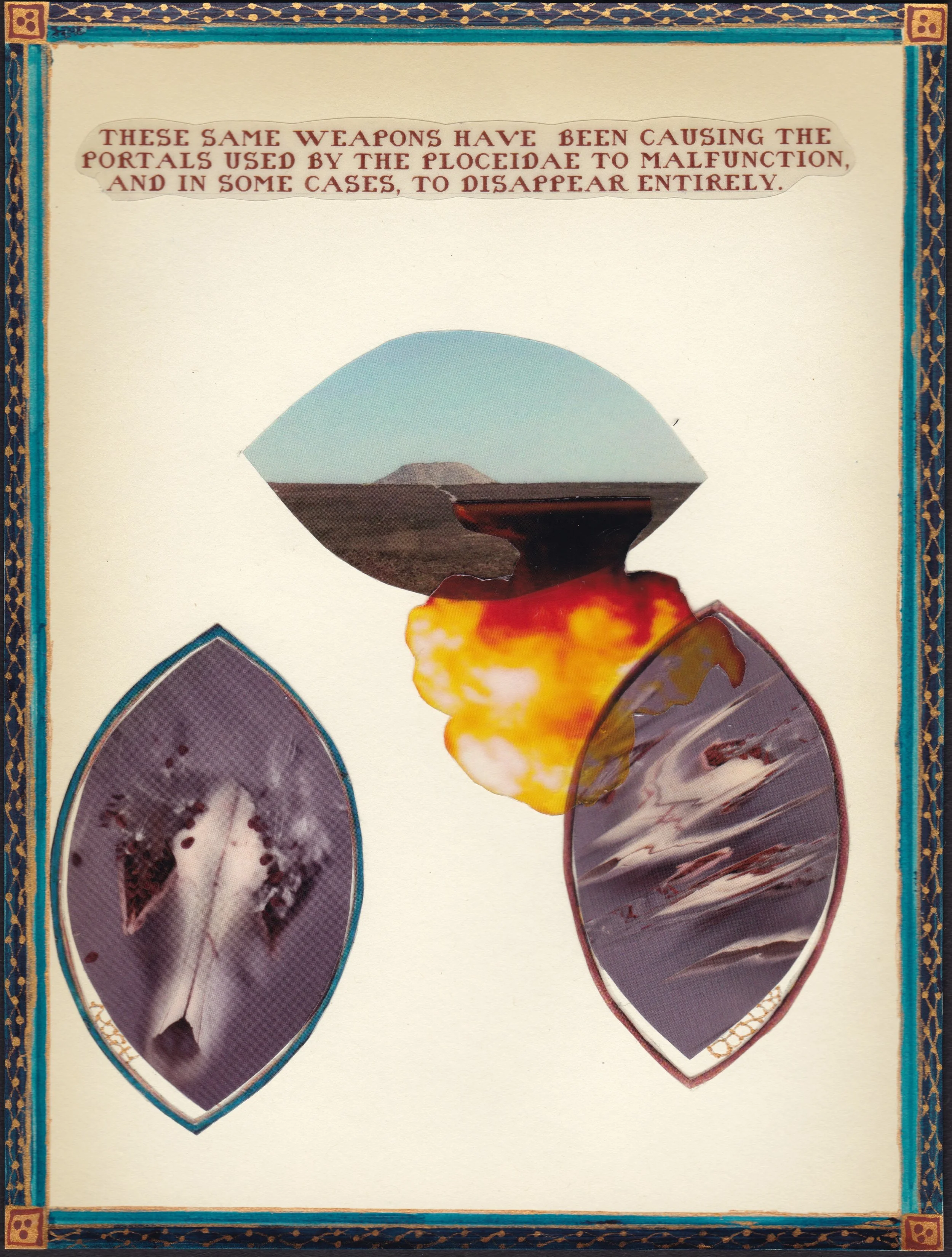 Ploceidae P 6  - 600 DPI.jpeg