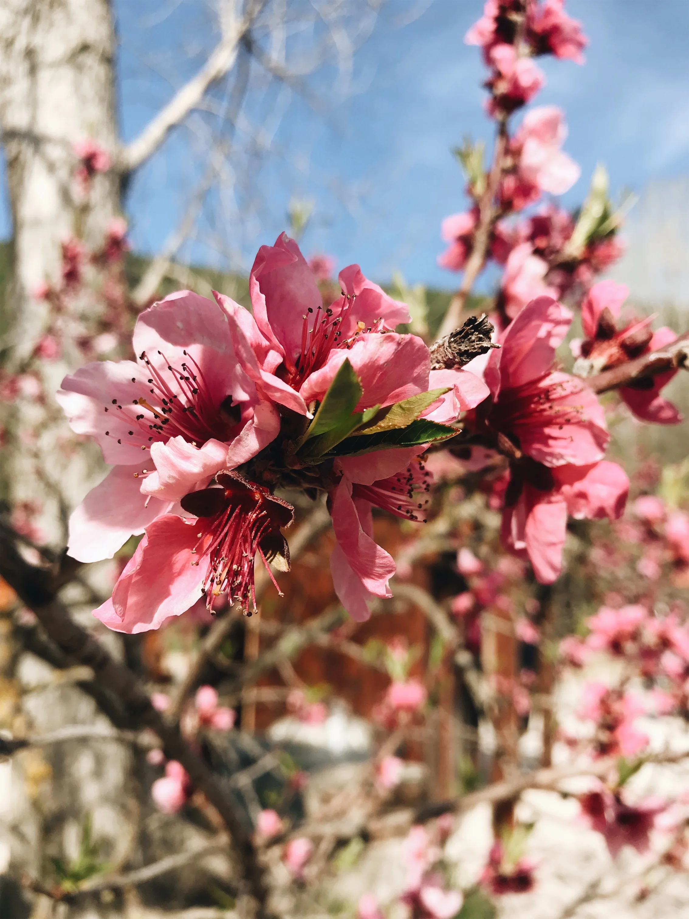 JPEG image-EAF95678BD73-25.jpeg