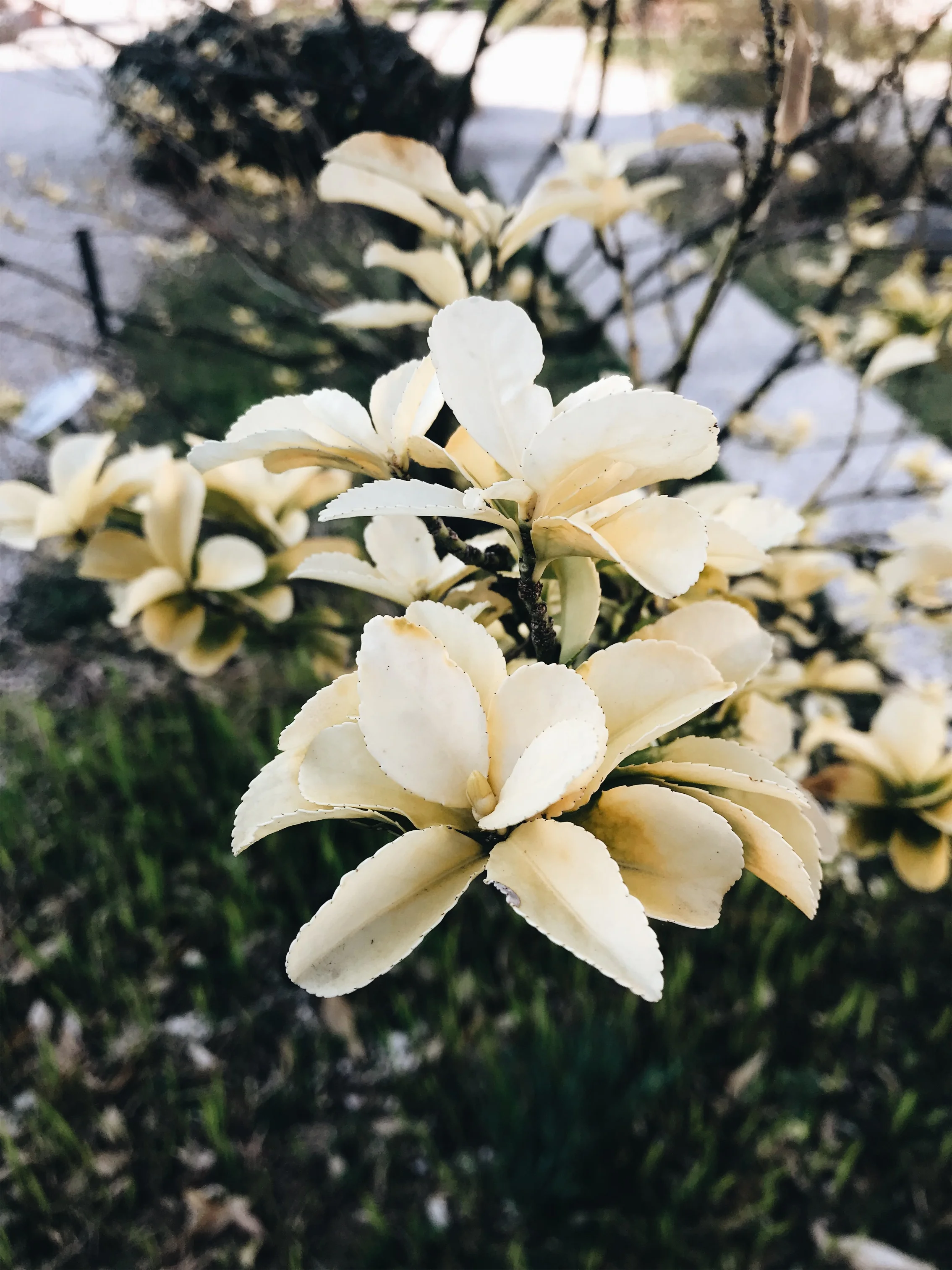 JPEG image-17C50D8955C4-17.jpeg