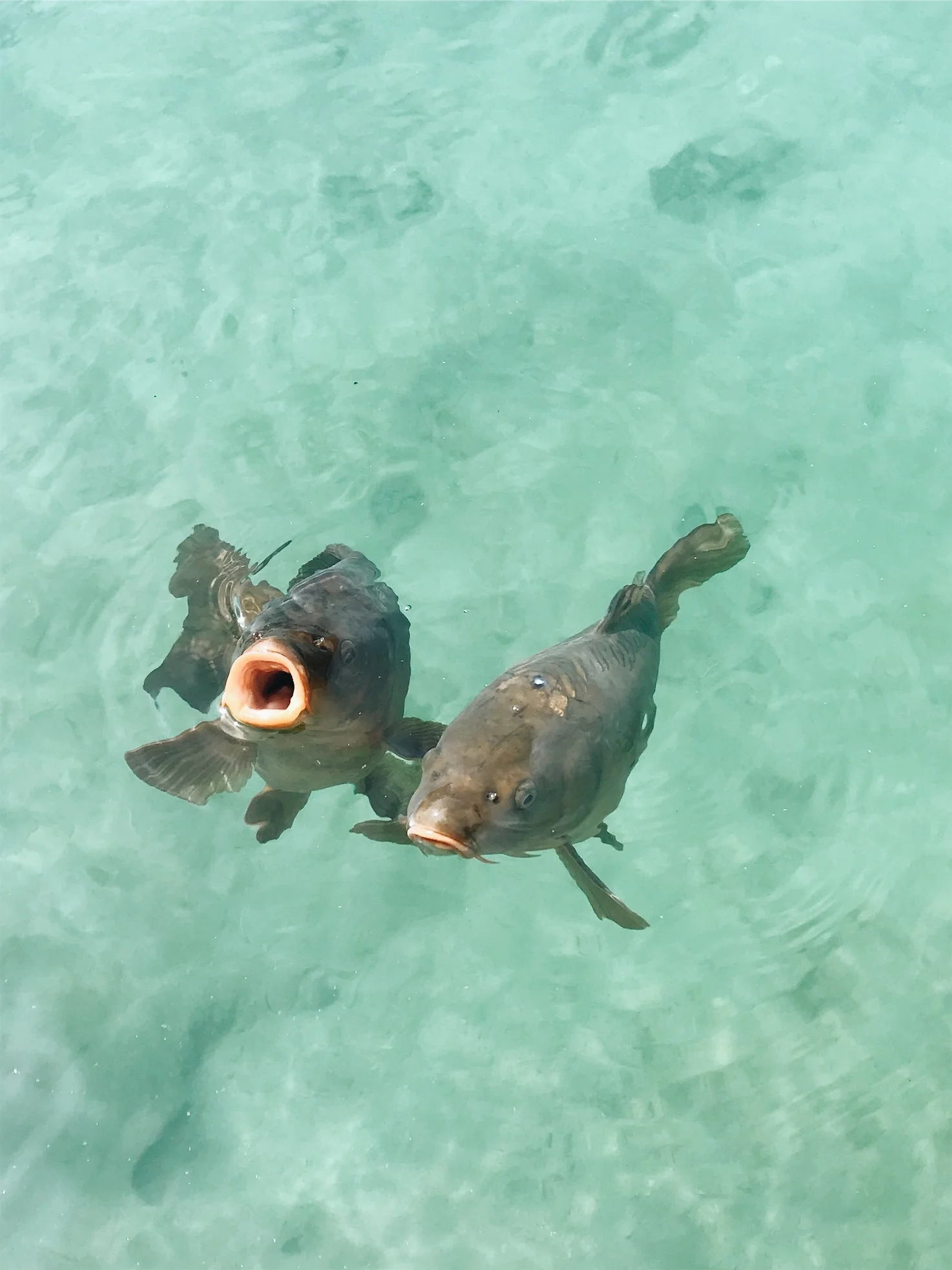 JPEG image-ED3442DCFCD0-28.jpeg