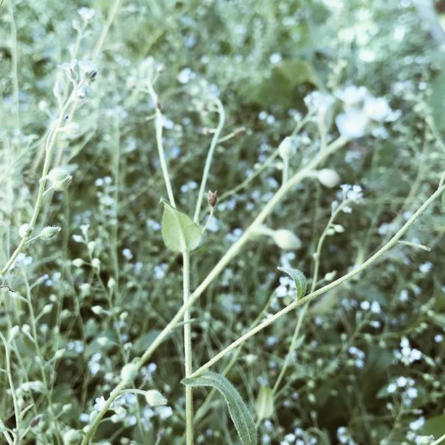 That Bozeman summer glow ✨ (side effects of mosquito bites and sunburns)