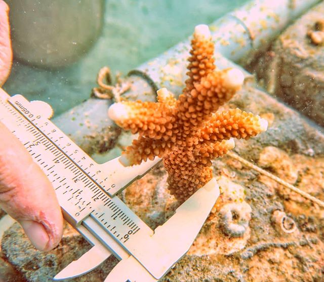 As part of our habitat restoration project we have 2 techniques for attaching coral; coral biscuits and cable ties. Each month we measure the height and the width of each coral fragment. This is to identify if the method we use for attaching has an impact on the growth rate, and to gauge when they are ready to be transplanted back on to the reef. Our Acropora corals will grow between 3 and 5 cms each month.
#tengahislandconservation #TIC #coral #coralreef #coralreefrestoration #acropora #marinebiology #marineconservation #saveourseas #protecttheocean #saveouroceans #uwphoto #divelife #sealife #thebigblue #oceantherapy #oceanminded #beautifulsea #discoverocean #scubadiving
