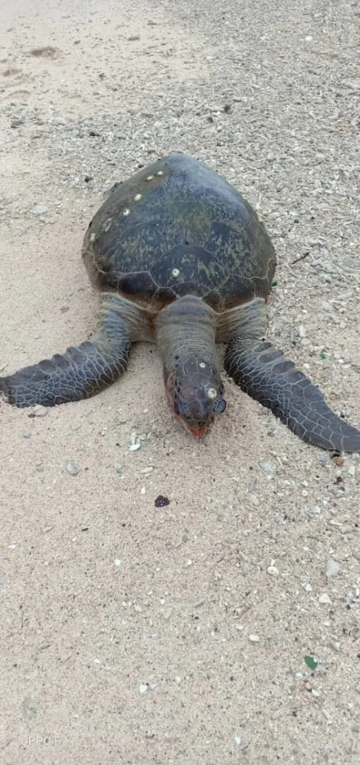 WhatsApp Image 2020-07-28 at 09.52.49.jpeg