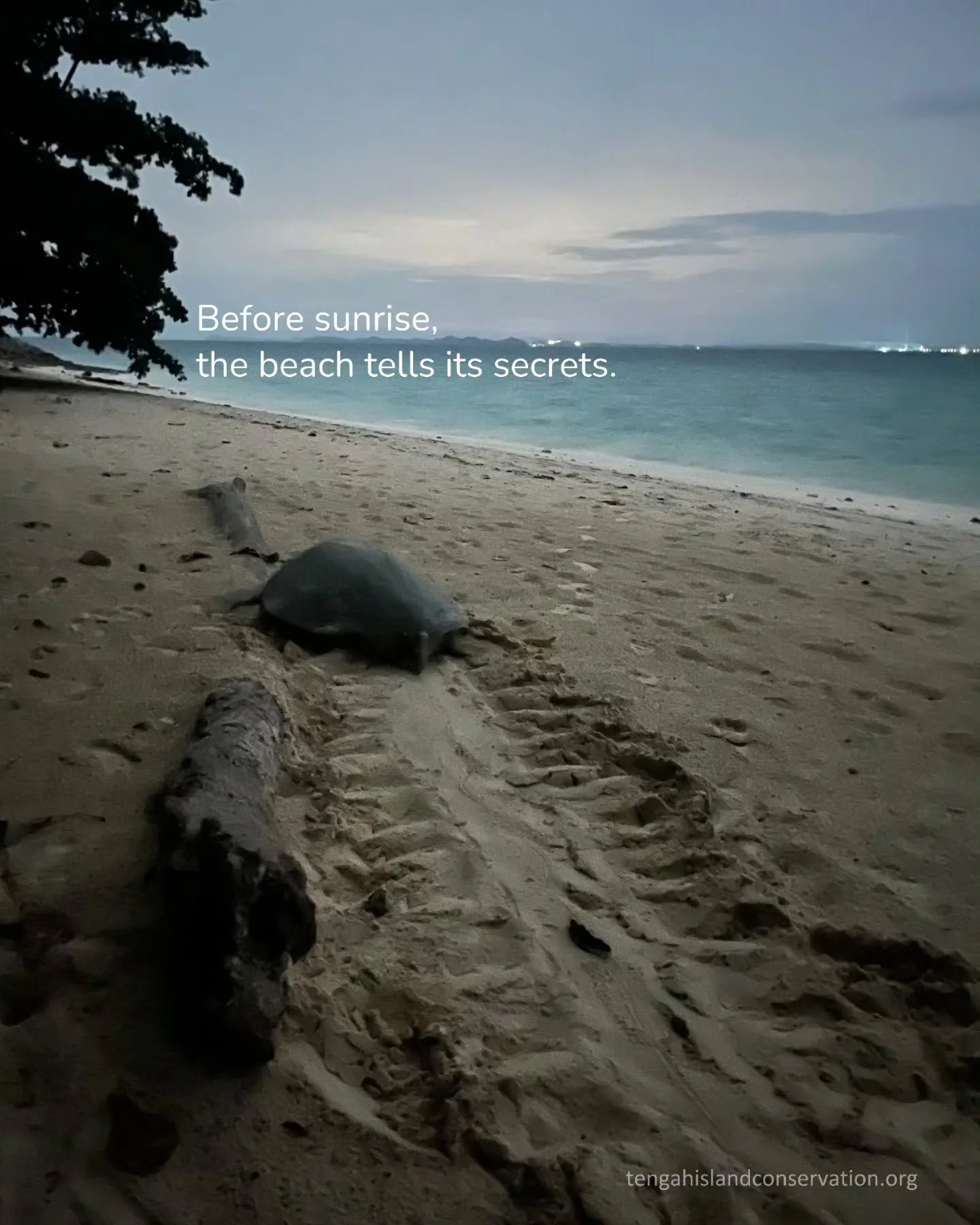Tracks in the sand.
Nests protected.
Data recorded.

This is conservation &mdash; quiet, patient, and deeply hopeful.

We are so grateful for the passion and energy our interns brought to the team. Visit our website to see what they achieved during t