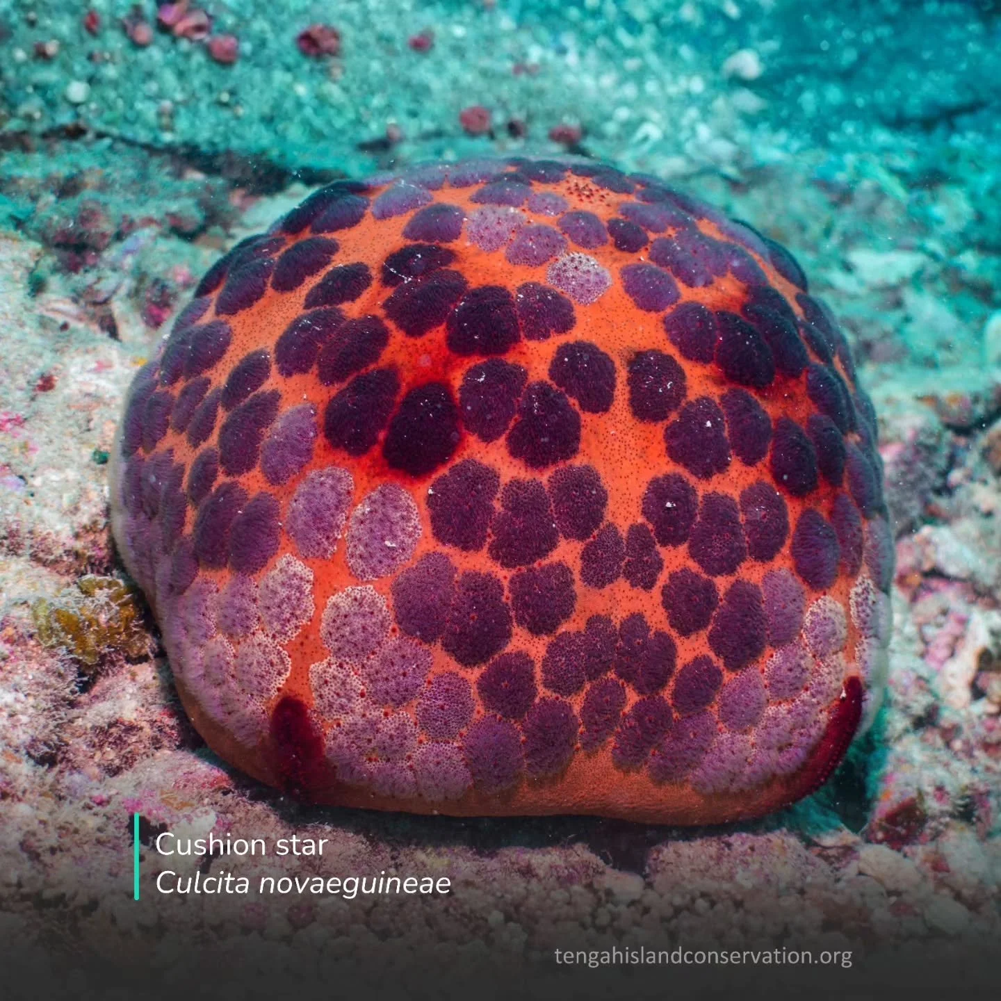 Dive into a world where every bubble makes a difference.

At Pulau Tengah, we don't just dive; we dive with purpose.

Nestled within the protected Sultan Iskandar Marine Park, our ethical diving experiences are designed to respect the fragile ecosyst