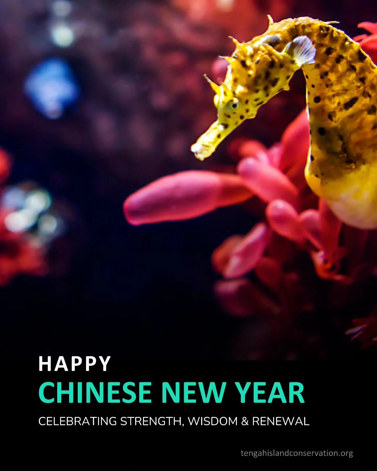 As we welcome the Lunar New Year, we celebrate strength, wisdom, and renewal &mdash; just like the ocean that sustains us.

May this year bring harmony between people and nature, thriving coral reefs, protected sea turtles, and communities leading ch