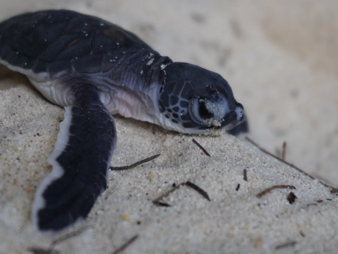  PROTECTING JOHOR’S MARINE ECOSYSTEMS  Science-led conservation; Monitoring, protecting, and restoring critical habitats and endangered species 