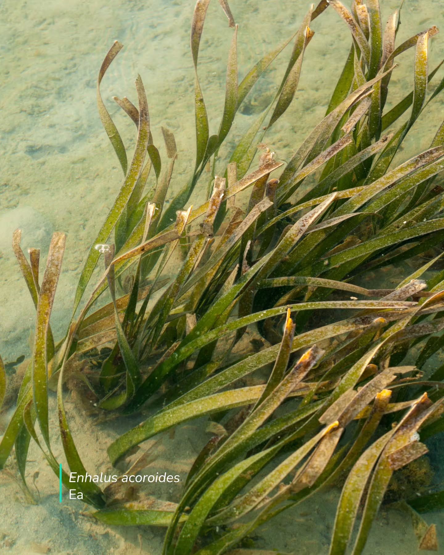 TIC has been diving deep into the seagrass meadows of Pulau Besar, Pulau Tengah, and Pulau Hujong to ensure these vital ecosystems thrive.

From monitoring species health to tracking the movement of endangered dugongs, our continuous efforts for nort