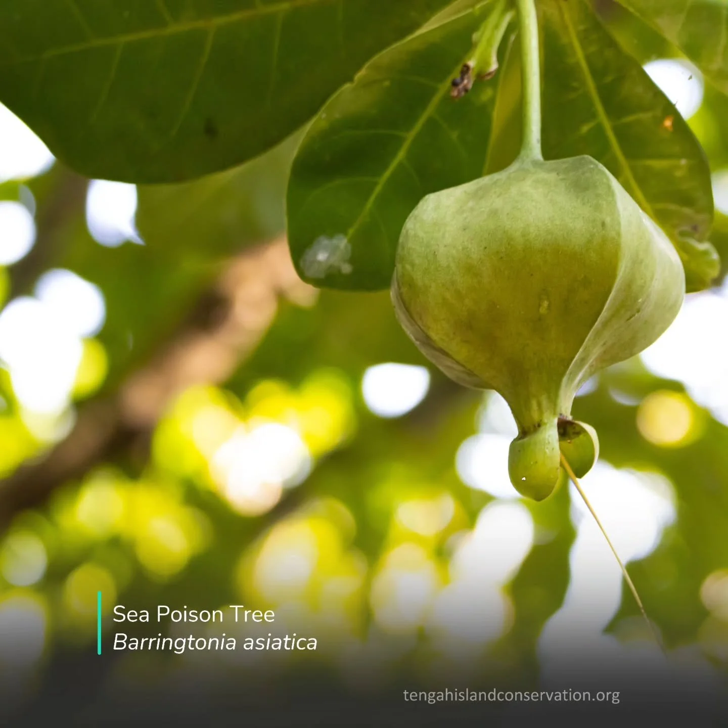 Coastal resilience starts with the right roots.

Native trees serve as vital living shields, specifically evolved to withstand the salt, wind, and sandy conditions that define our shorelines. 

These plants are engineered by nature to protect both th