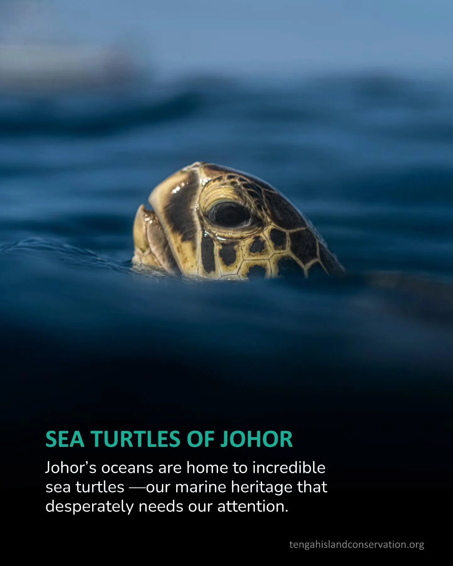 In honor of World Sea Turtle Day on 16 June, we are dedicating the entire month of June to raising awareness for Johor&rsquo;s sea turtle populations.

Every action counts.

Show your support by liking and sharing this post to amplify our message.

C