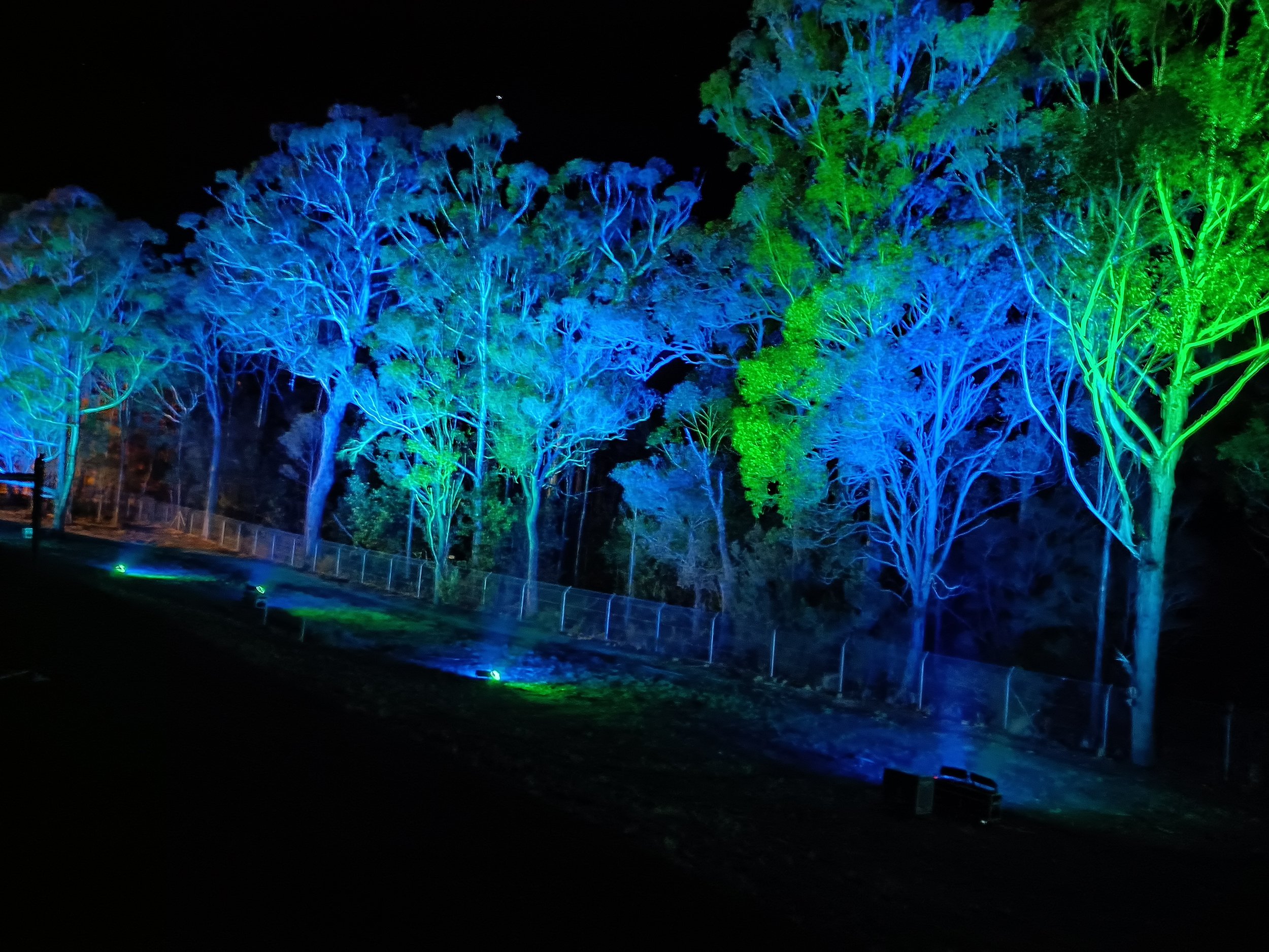 Tree Lighting at Wanderer Festival