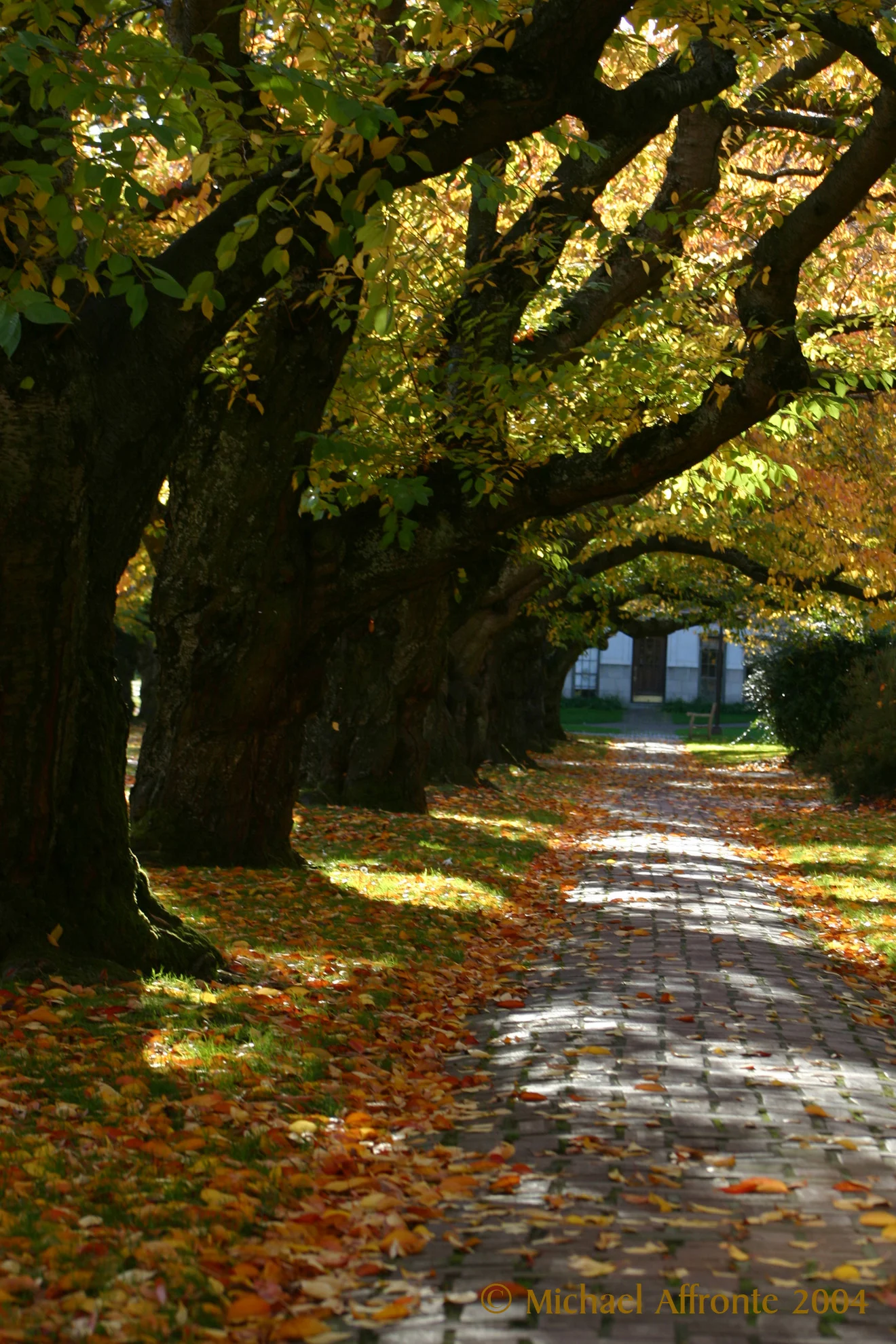 Autumn Stroll.jpg
