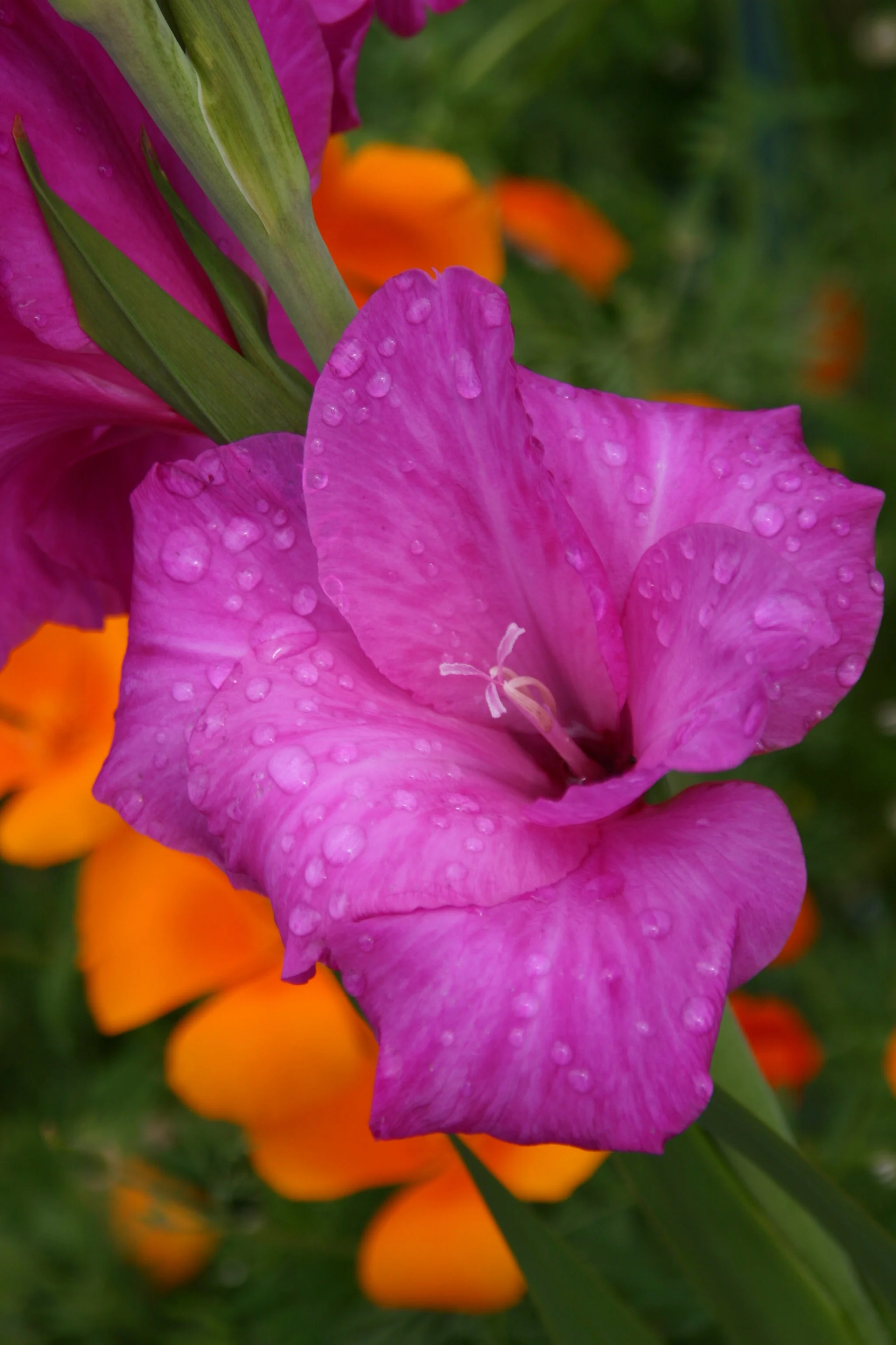 The blooms in Snohomish, WA