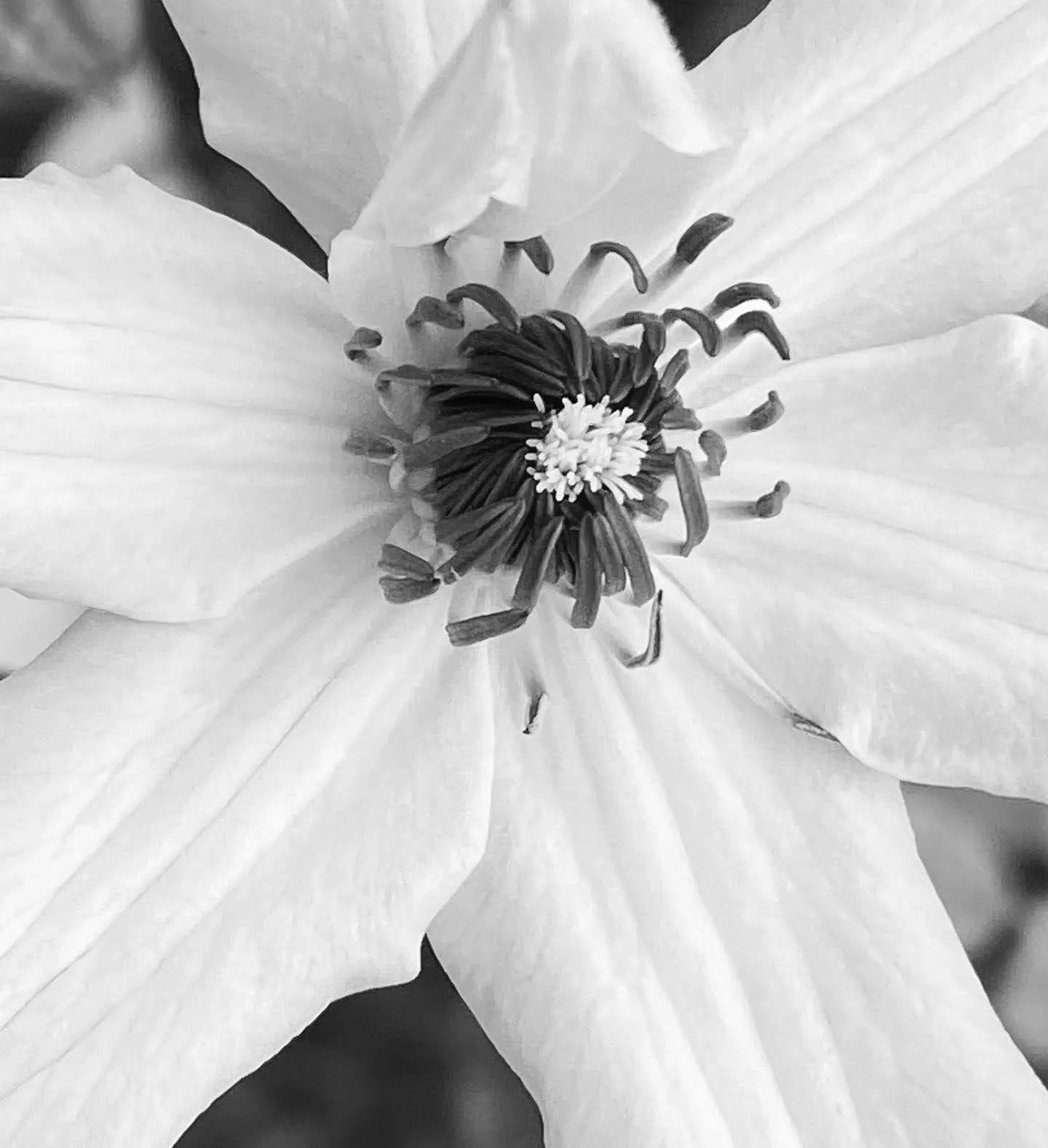 clematis b&w2.jpg