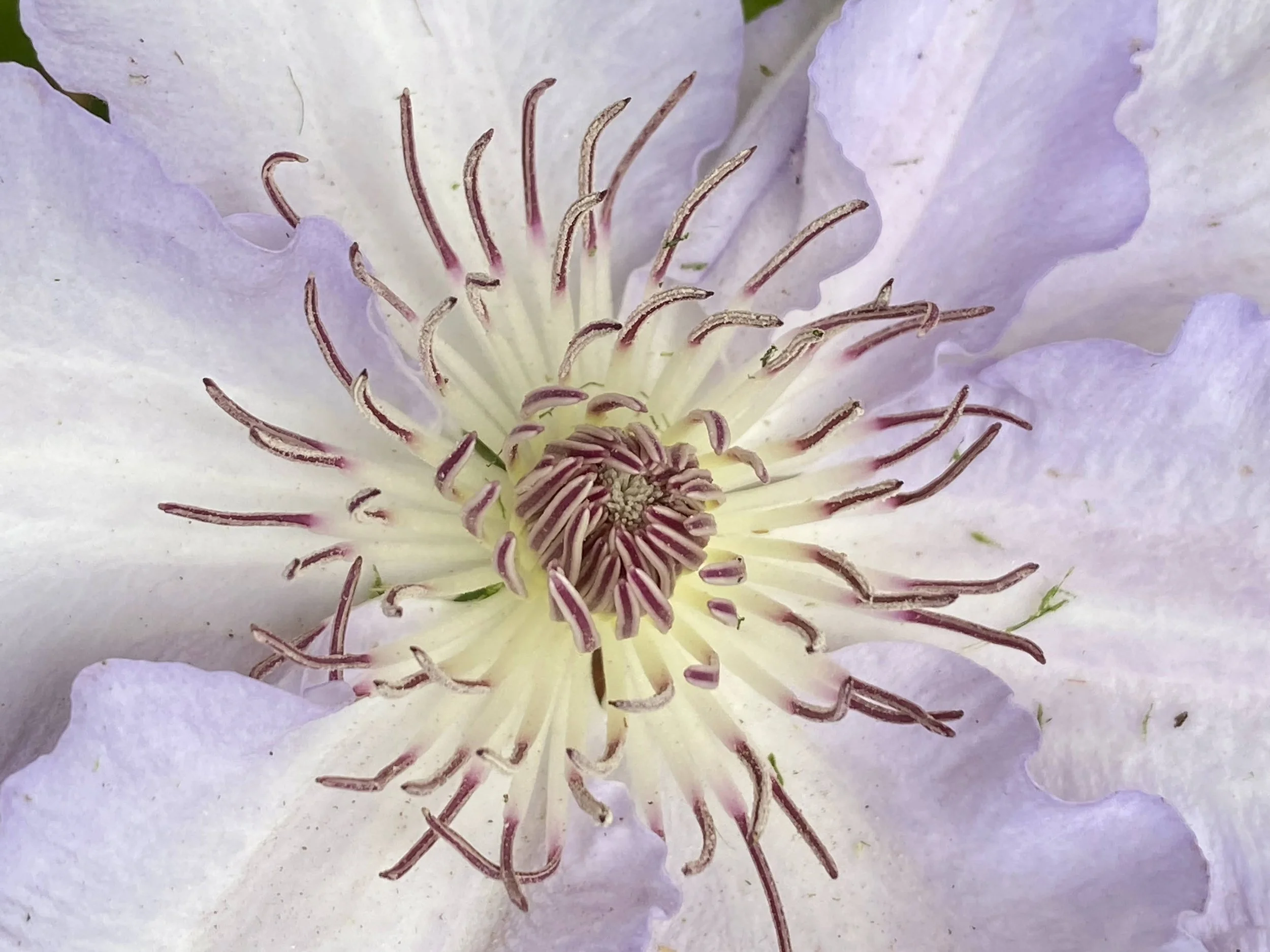 clematis purpole.jpg