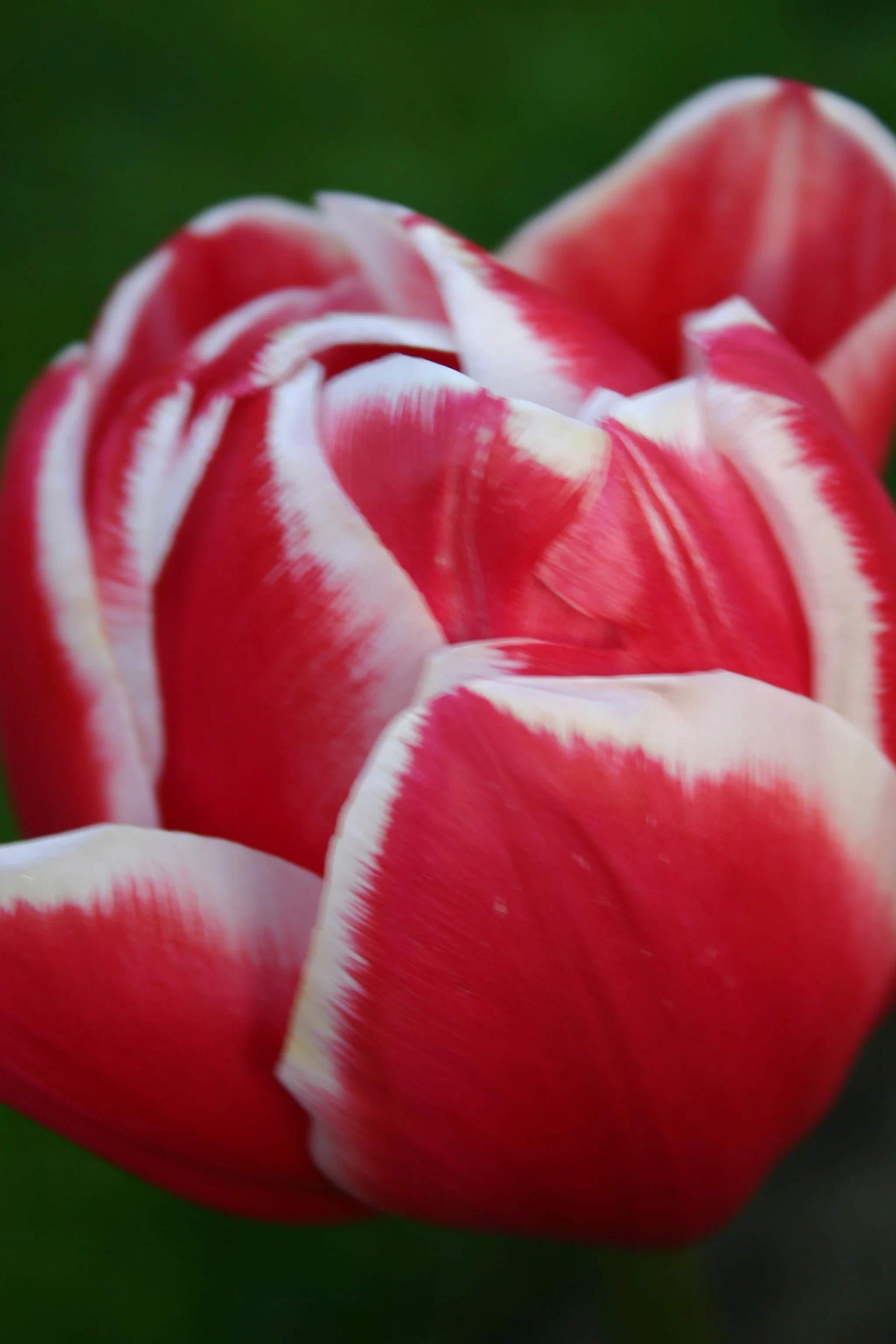 Copy of IMG_8551.JPG