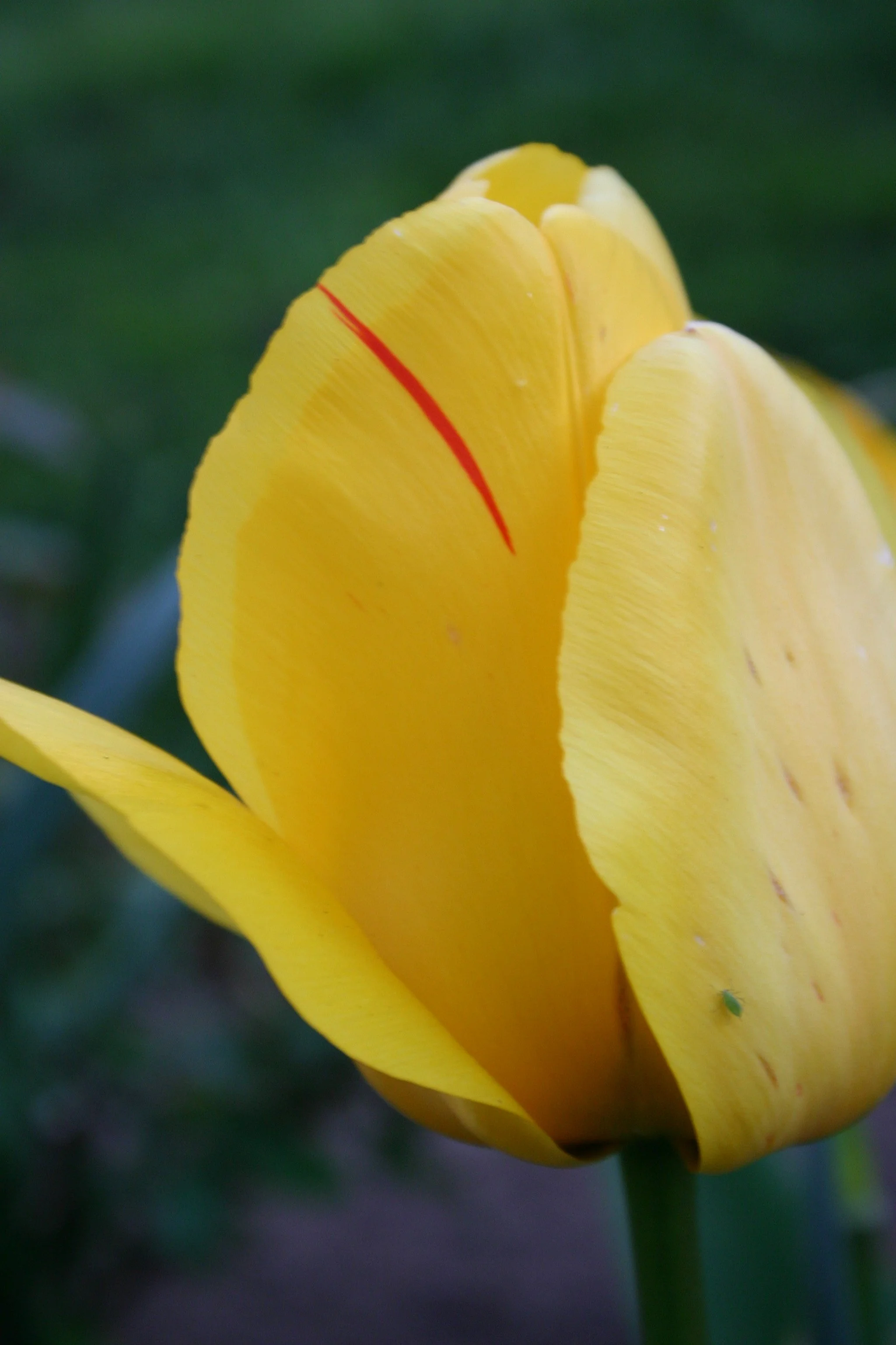 Copy of IMG_8569.JPG