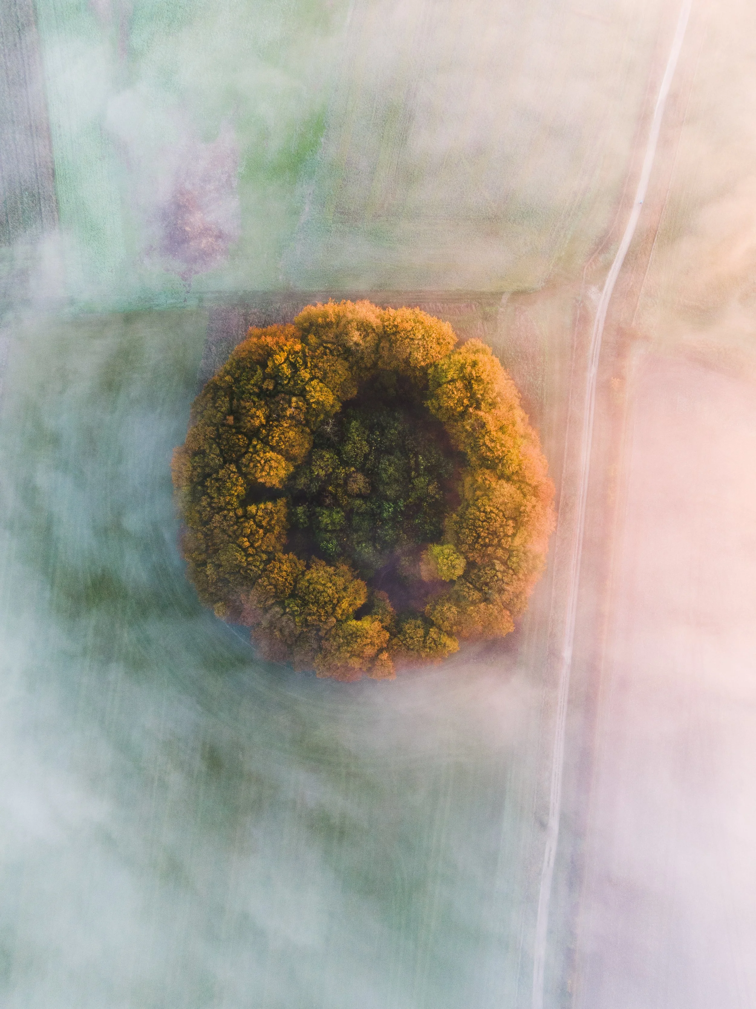 tree circle 1.jpg