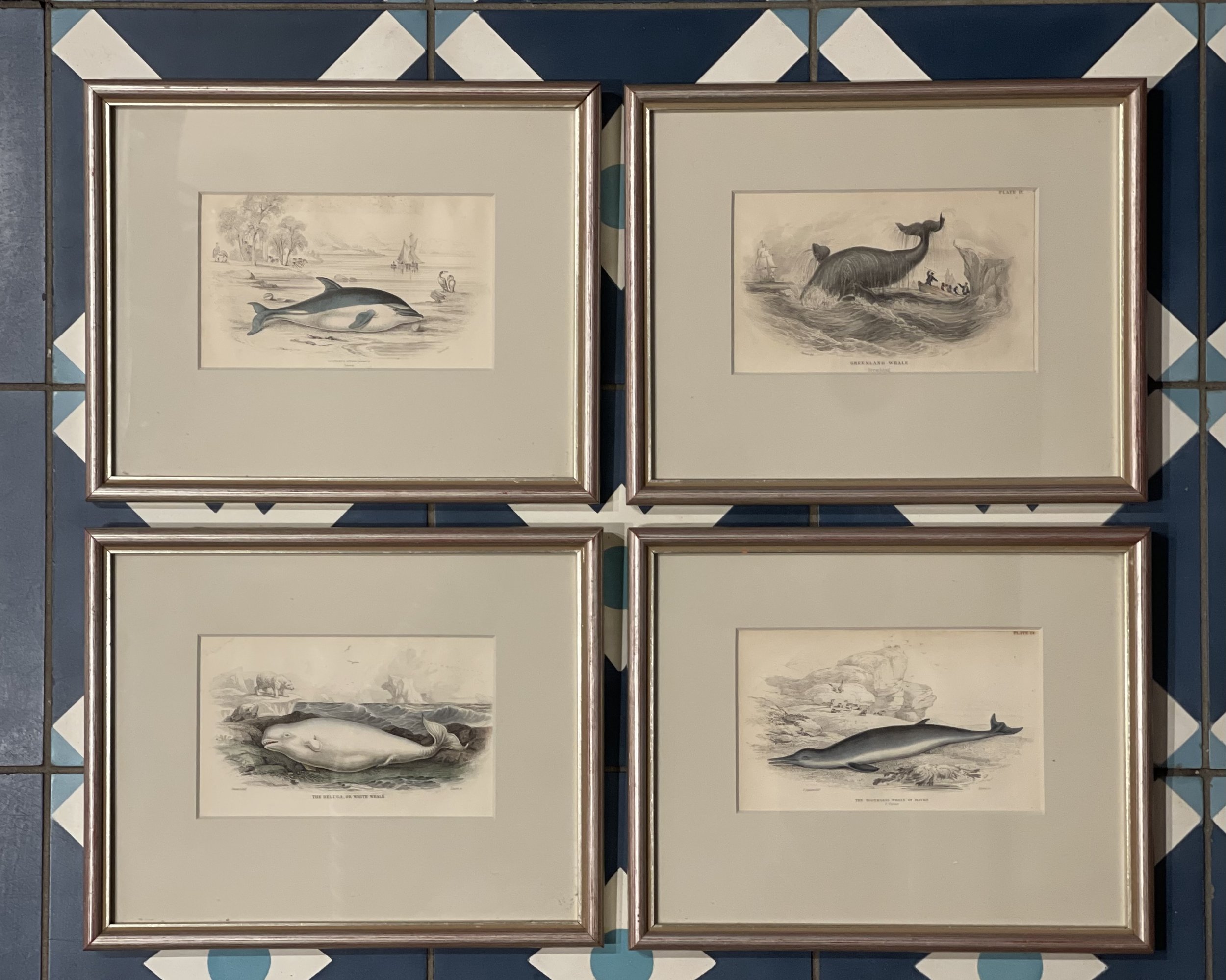 Set of fourwhalepicswebsite-cropped-IMG_4504.jpg