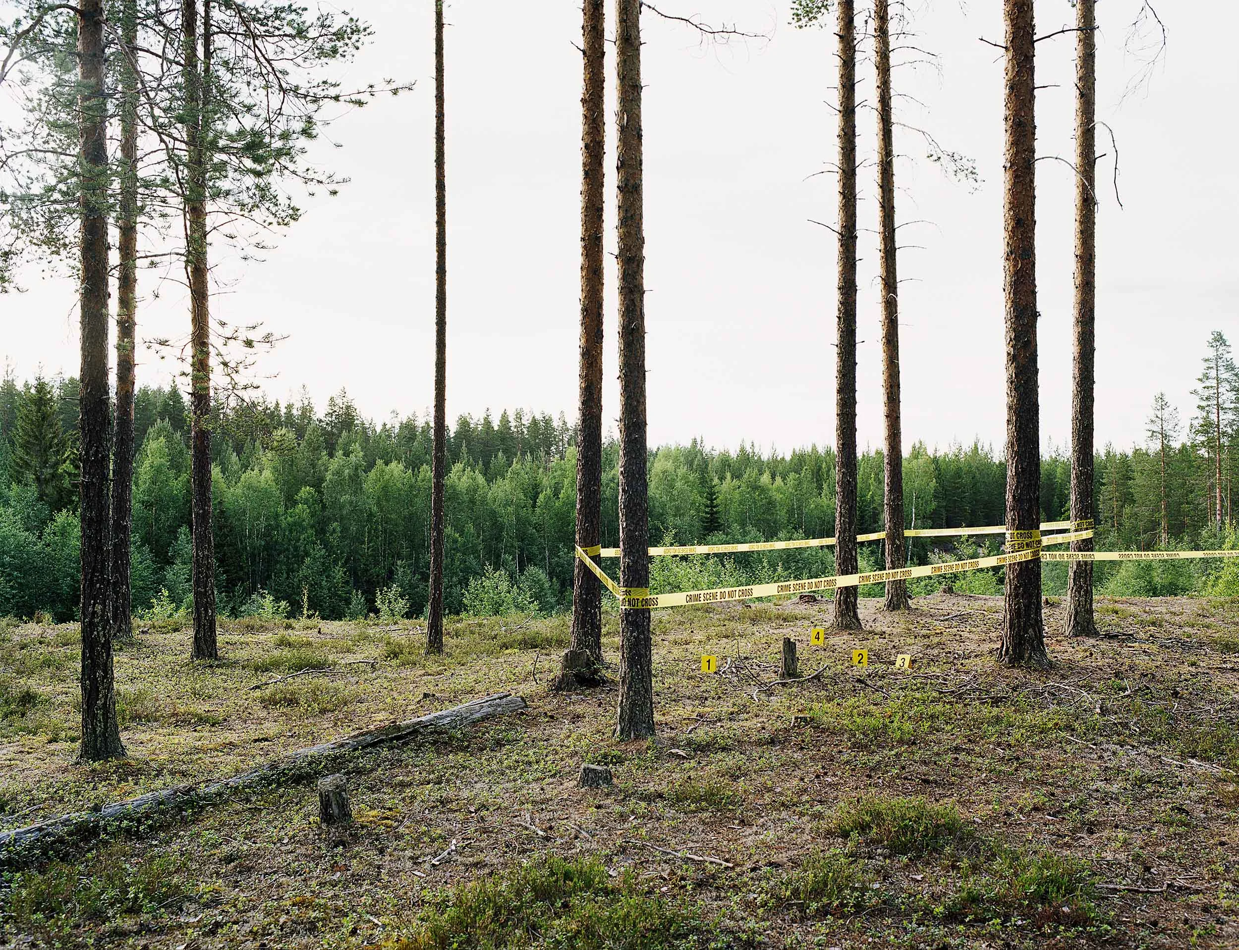 Pine Scenery (left panel), 2010