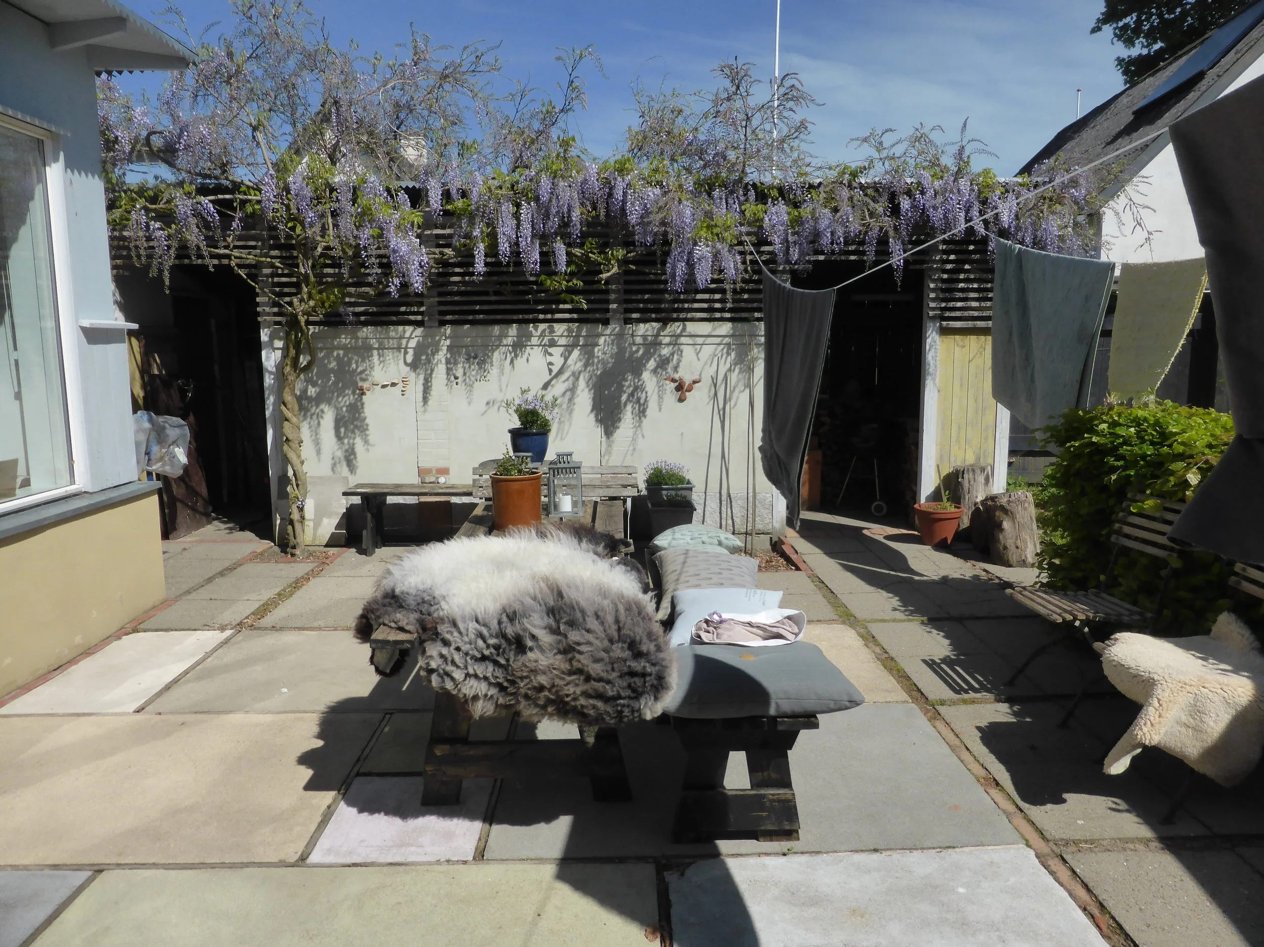 Blomstrende blåregn. Tegnestuen. 2006