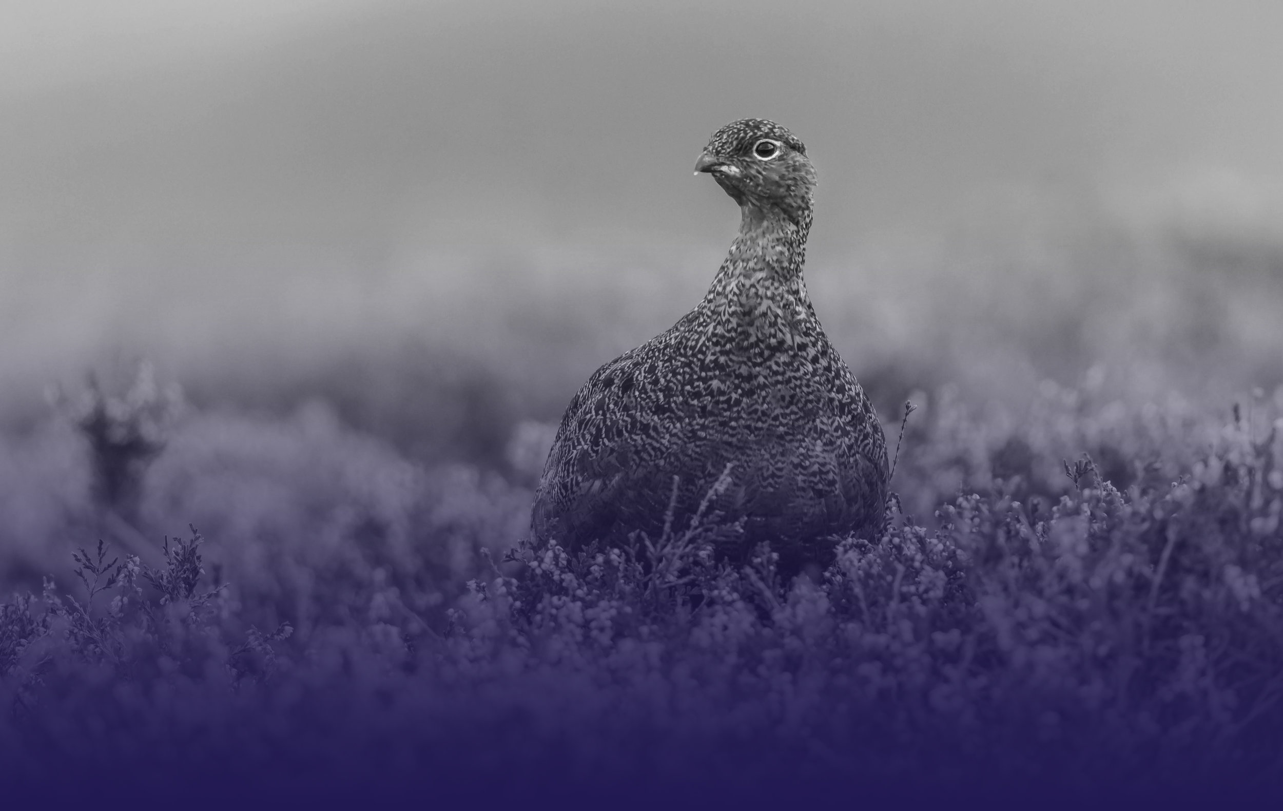 Grouse_2 bw gradient.jpg