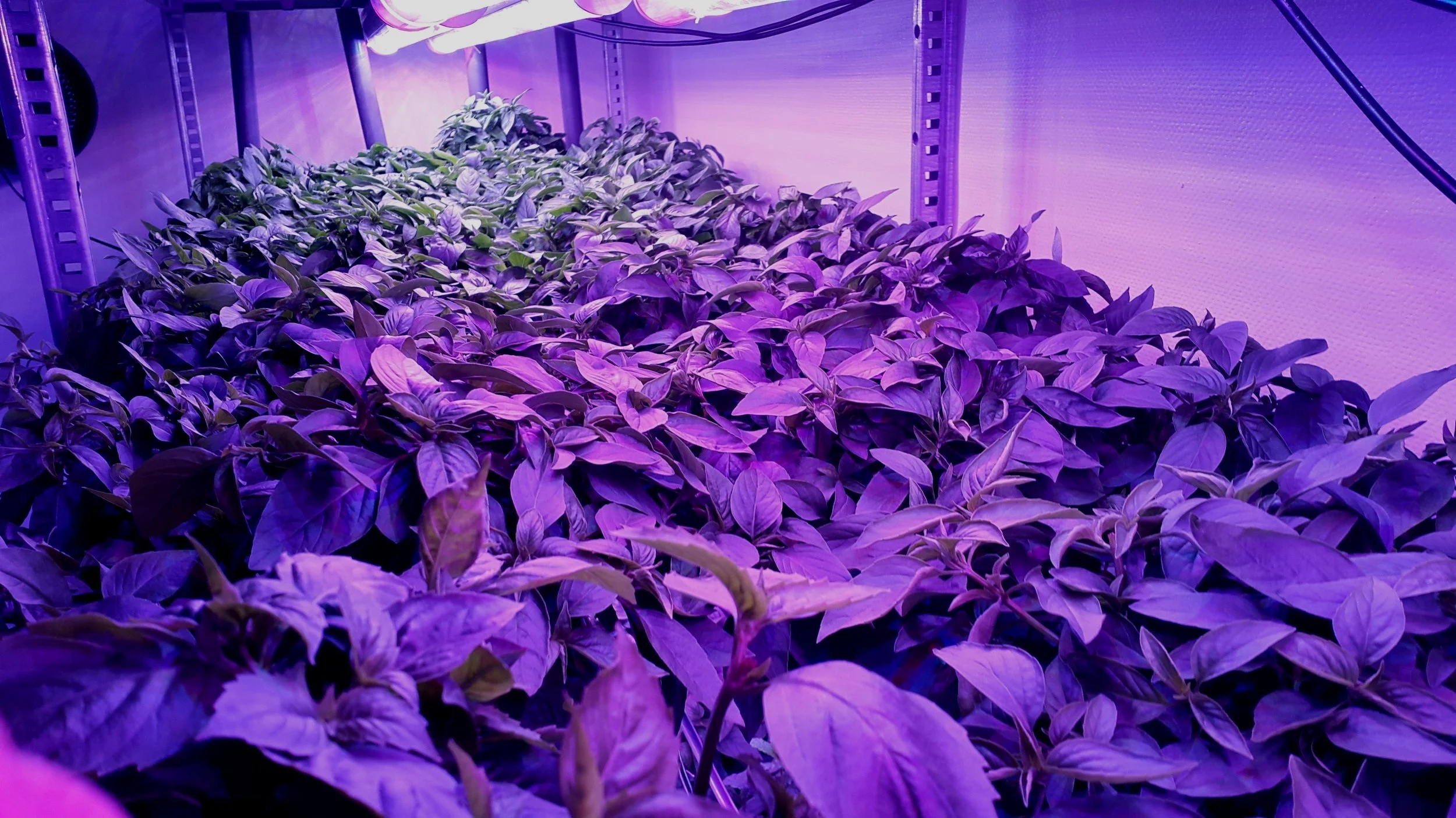 20170726_173313%2525281%252529.jpg